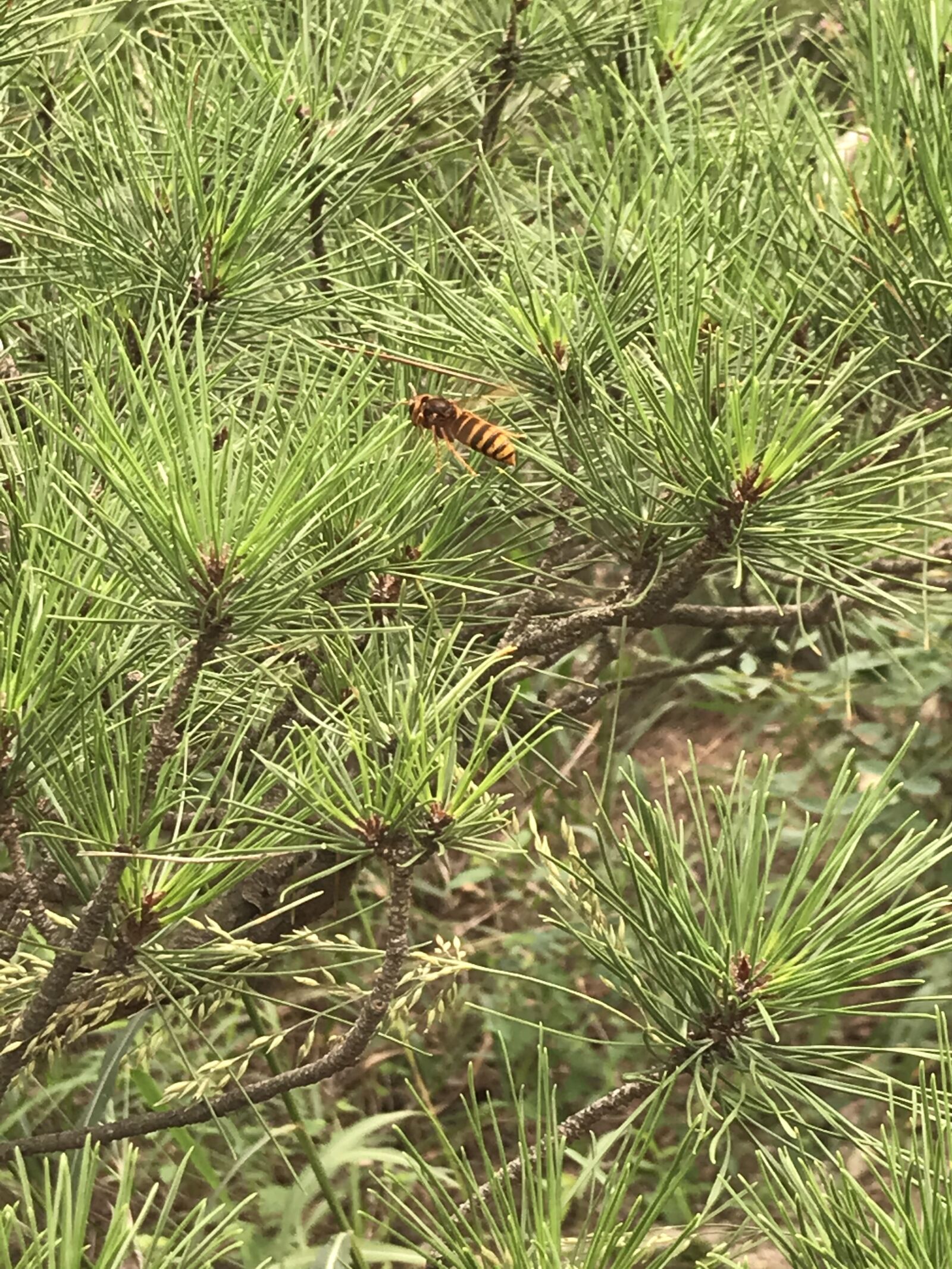 Apple iPhone 7 sample photo. 나뭇가지, 솔잎, 자연 photography