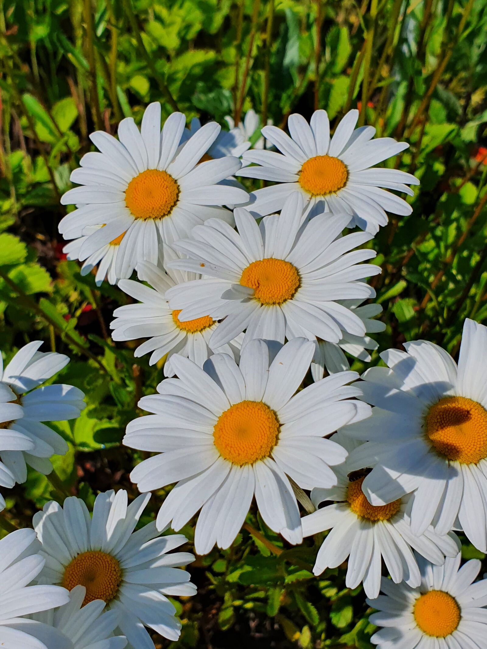 Samsung Galaxy S10 sample photo. Chamomile, bouquet, glade photography