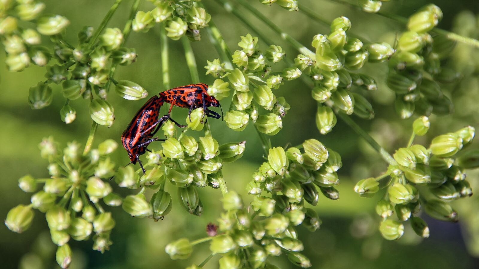 Canon EOS 700D (EOS Rebel T5i / EOS Kiss X7i) sample photo. Beetle, red, black photography