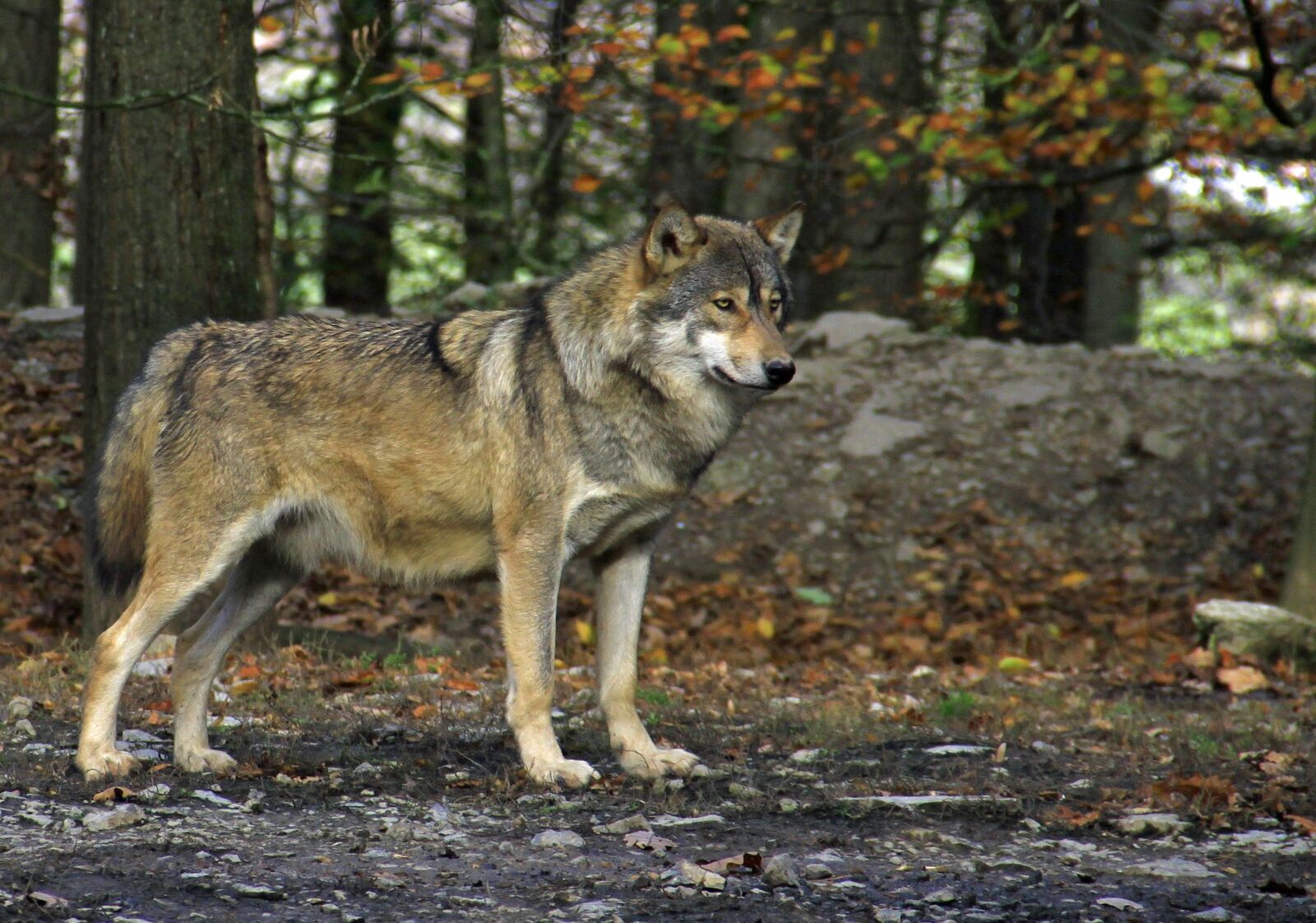 Canon EOS 500D (EOS Rebel T1i / EOS Kiss X3) sample photo. Nature, mammal, wood photography