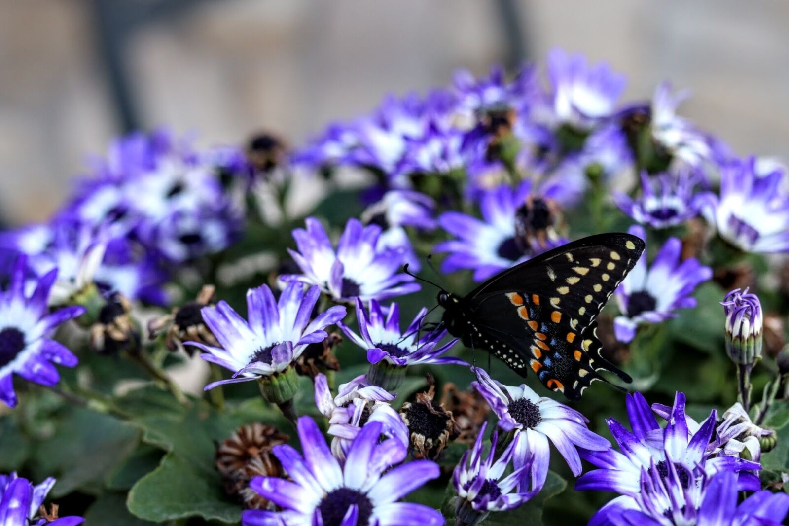Canon EOS 750D (EOS Rebel T6i / EOS Kiss X8i) sample photo. Nature, butterfly, flower photography