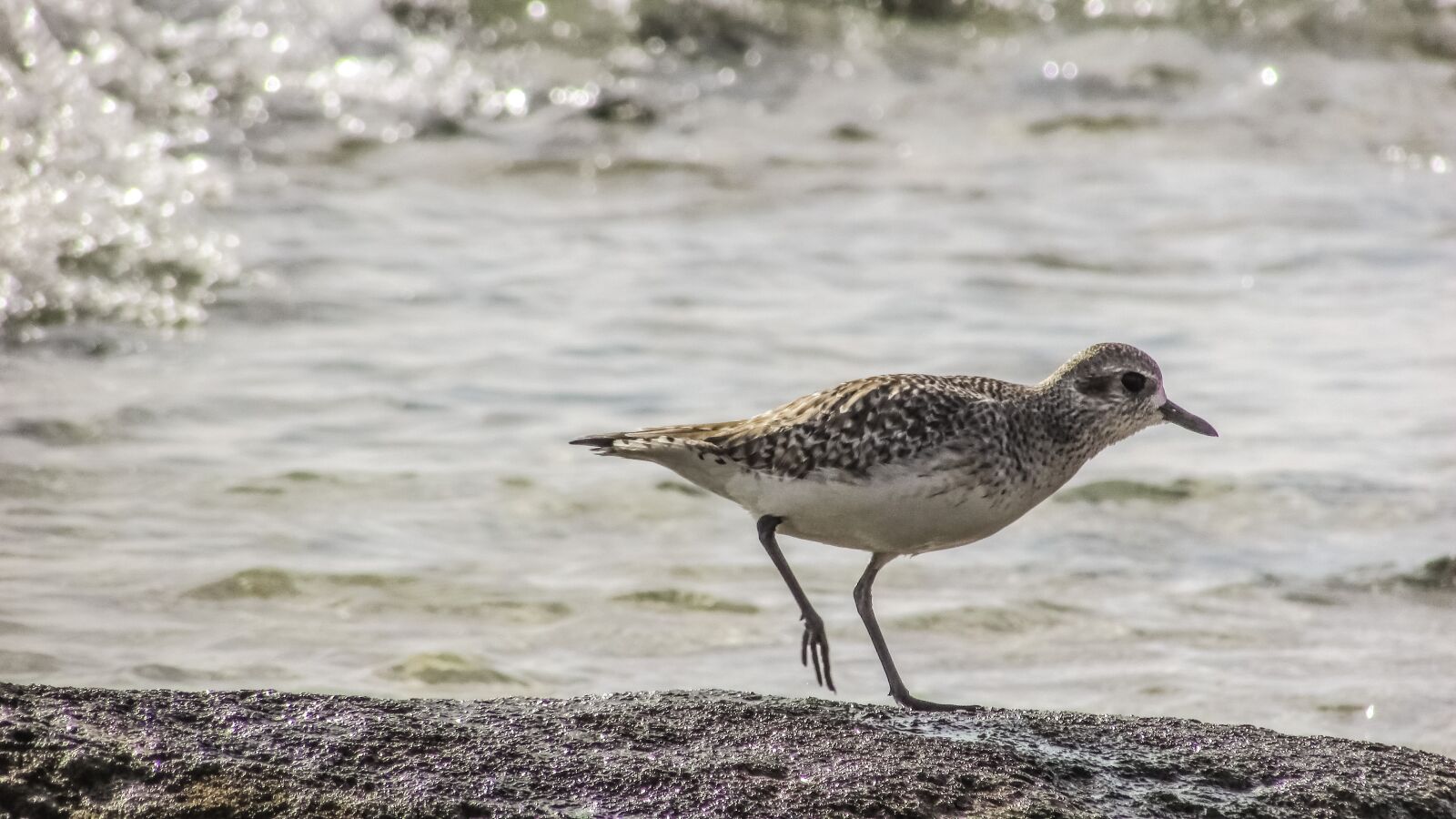 Canon PowerShot SX400 IS sample photo. Stint, grey, seabird photography