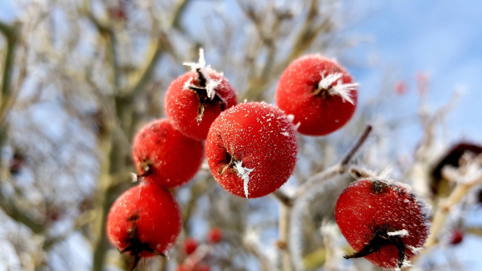 Samsung Galaxy S7 Edge sample photo. Winter, hoarfrost, frost photography