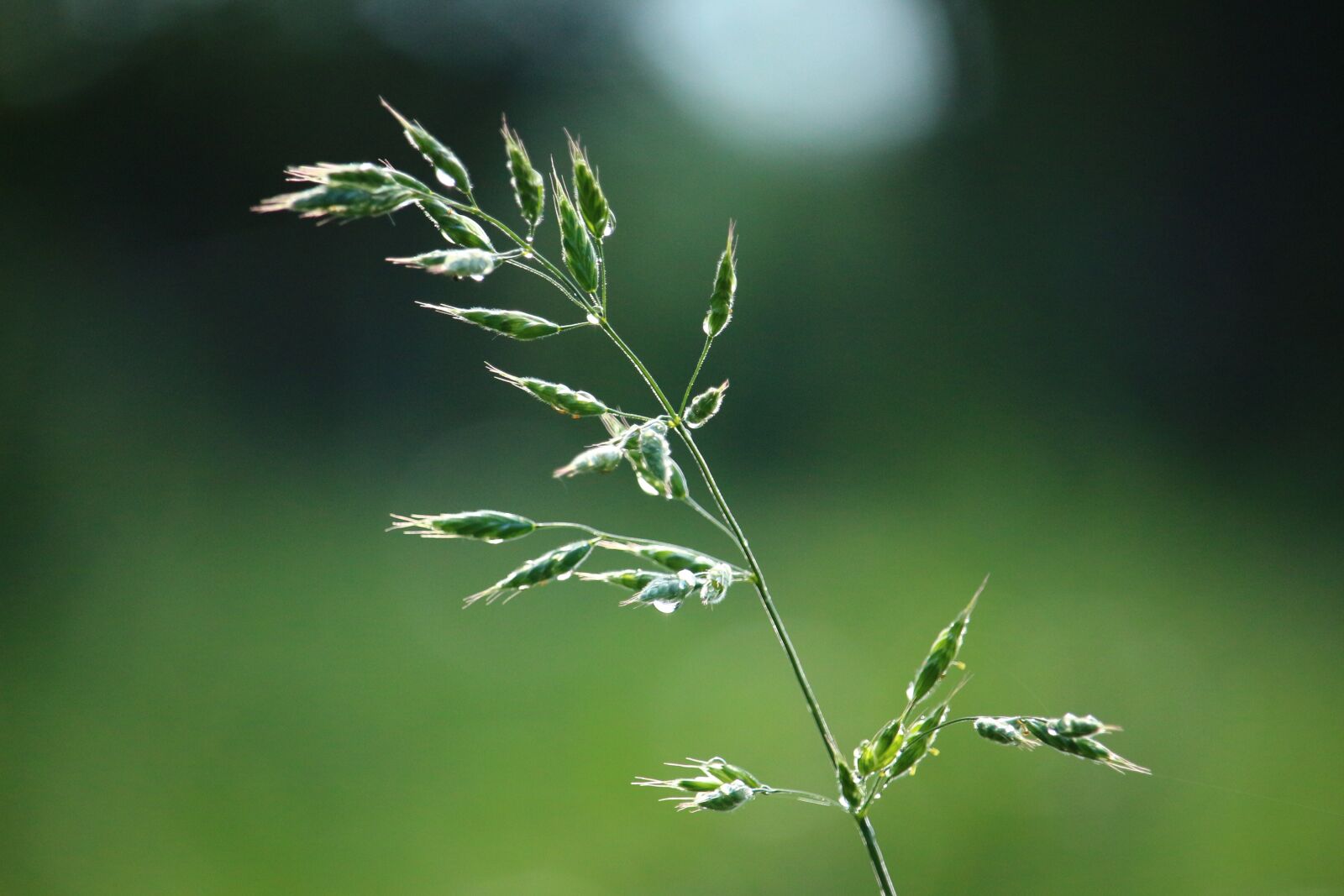 Canon EOS 100D (EOS Rebel SL1 / EOS Kiss X7) sample photo. Plant, grass, panicle photography