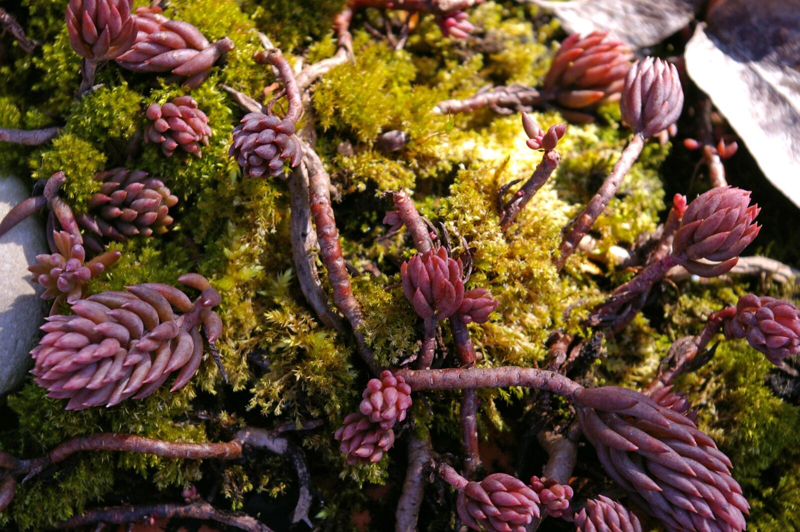 Pentax *ist DL2 sample photo. Moss, stone bed, stone photography