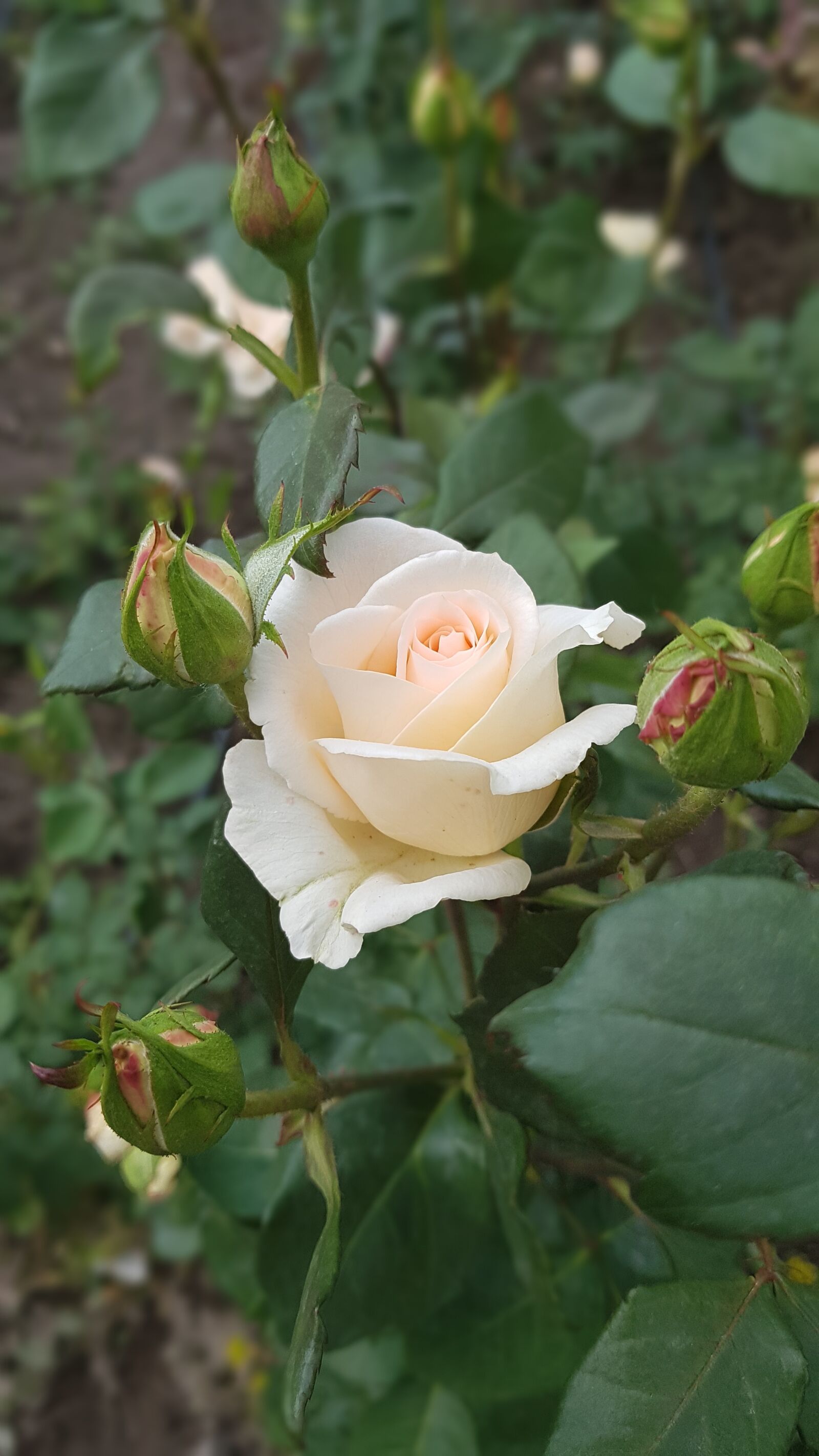 Samsung Galaxy Note Fan Edition sample photo. Rose, white, sorry photography