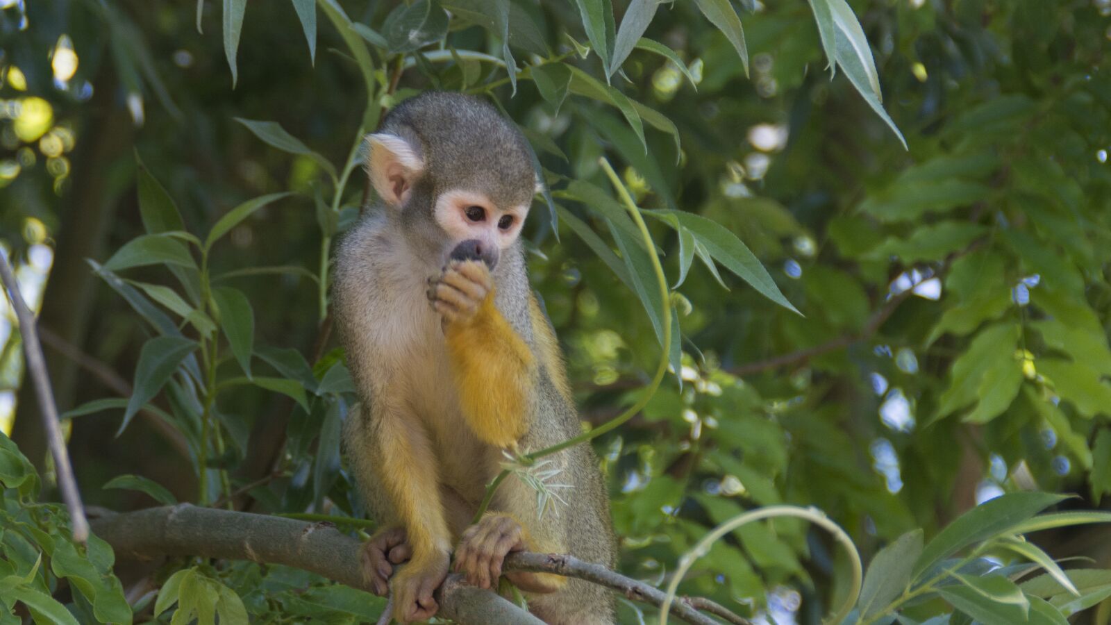 Nikon D5200 sample photo. Animals, monkey, zoo photography