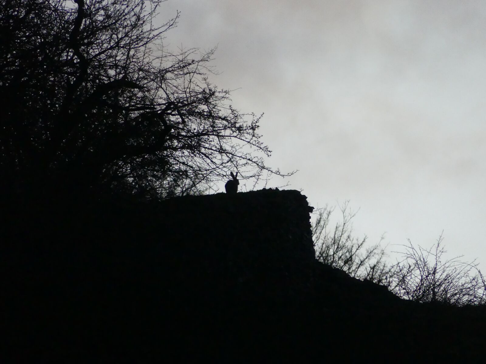 Panasonic Lumix DMC-FZ300 sample photo. Dusk, animal, hare photography