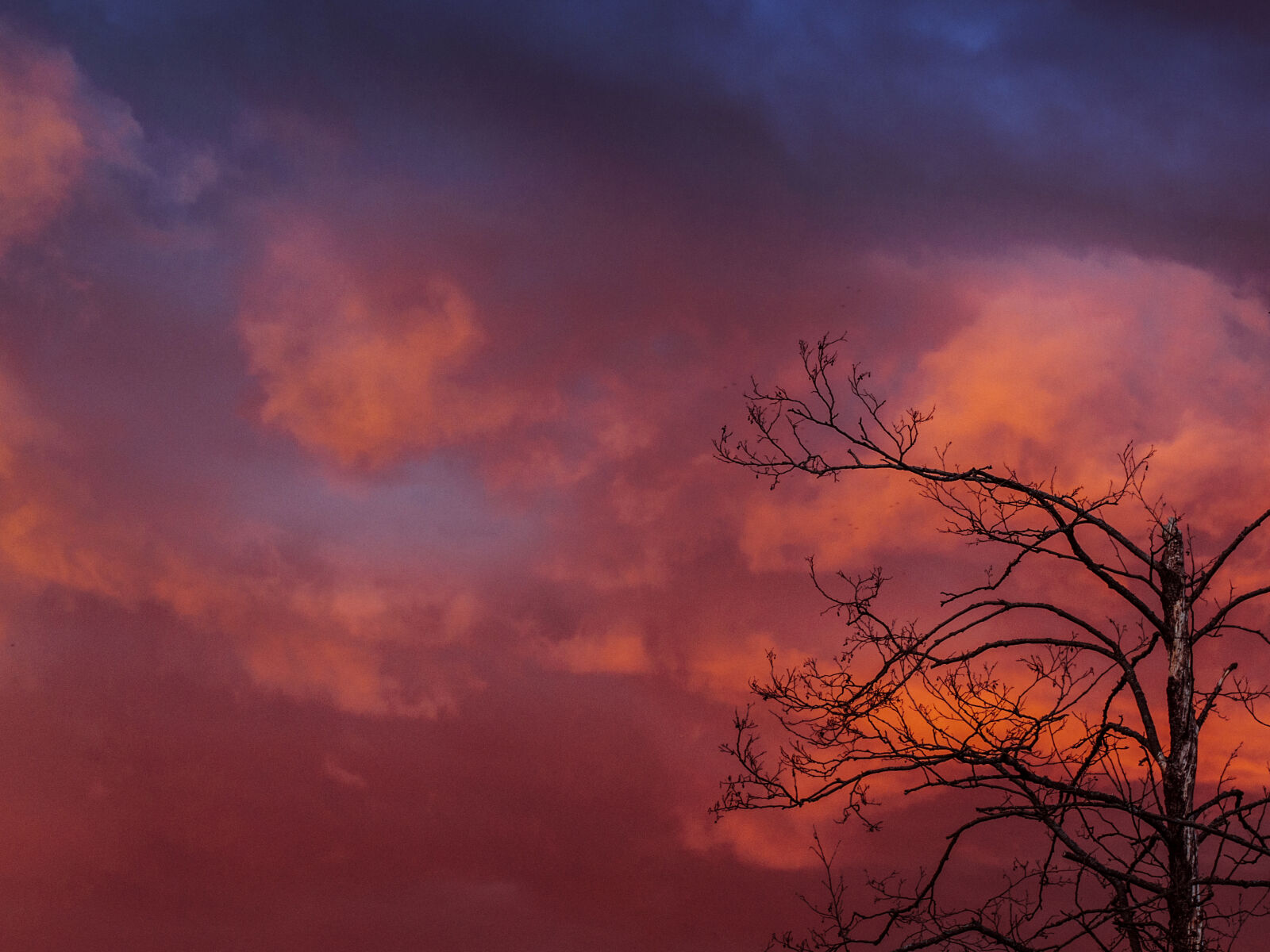 Olympus OM-D E-M5 sample photo. Branch, broken, clouds, creepy photography