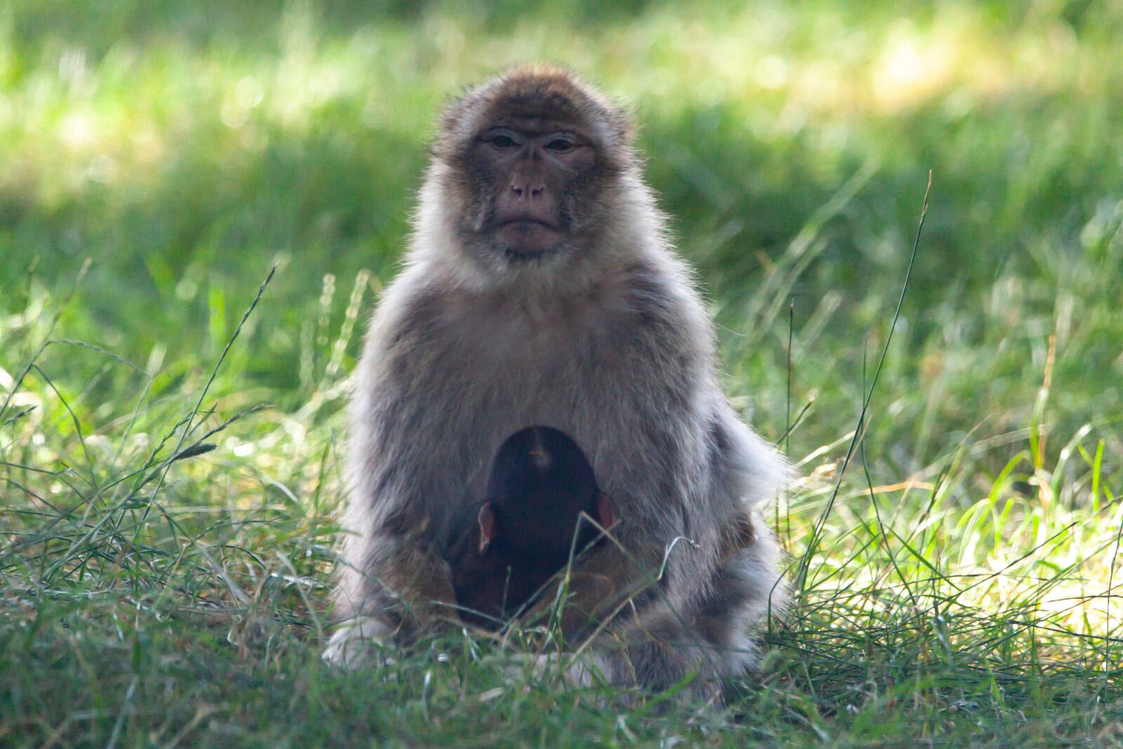 150-600mm F5-6.3 DG OS HSM | Contemporary 015 sample photo. Barbary macaque, juvenile barbary photography