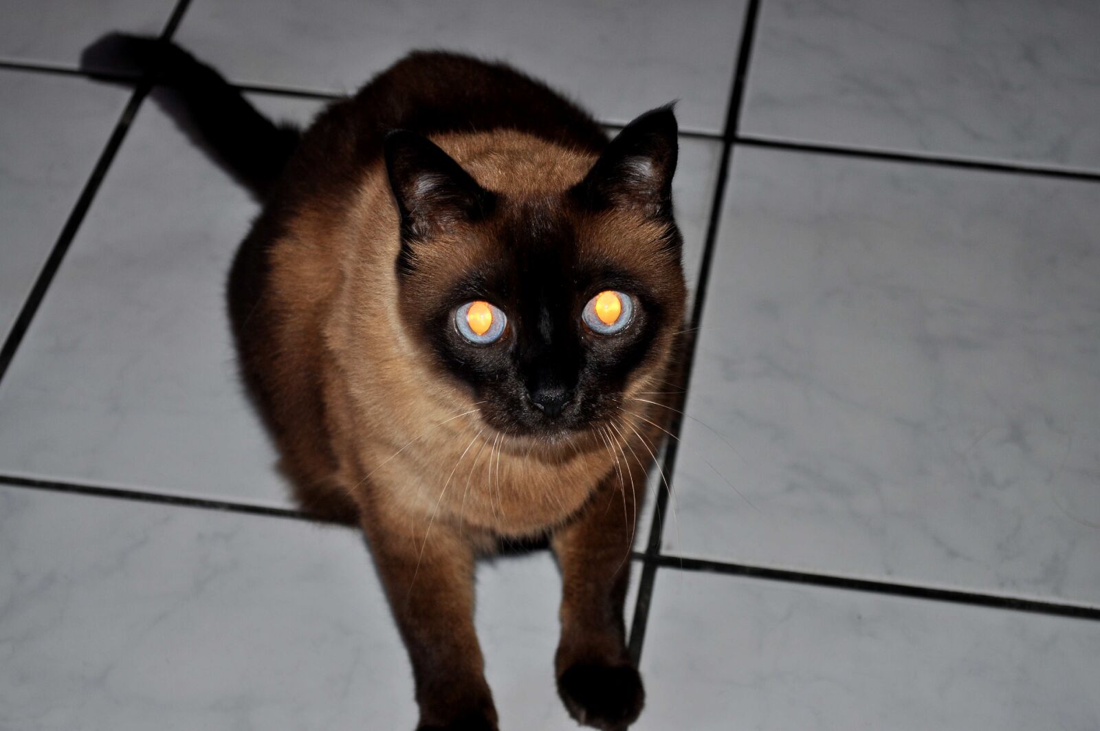 Nikon D5000 sample photo. Black, cat, looking, camera photography