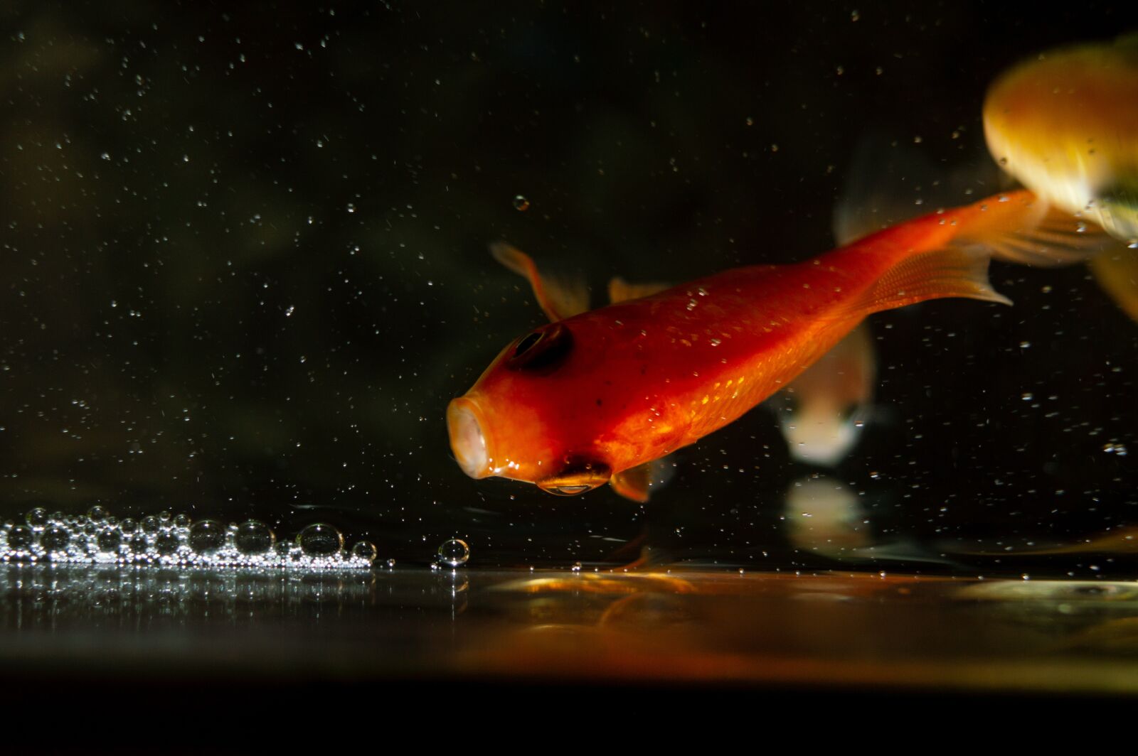Nikon D3200 sample photo. Gold, fan tail, fish photography
