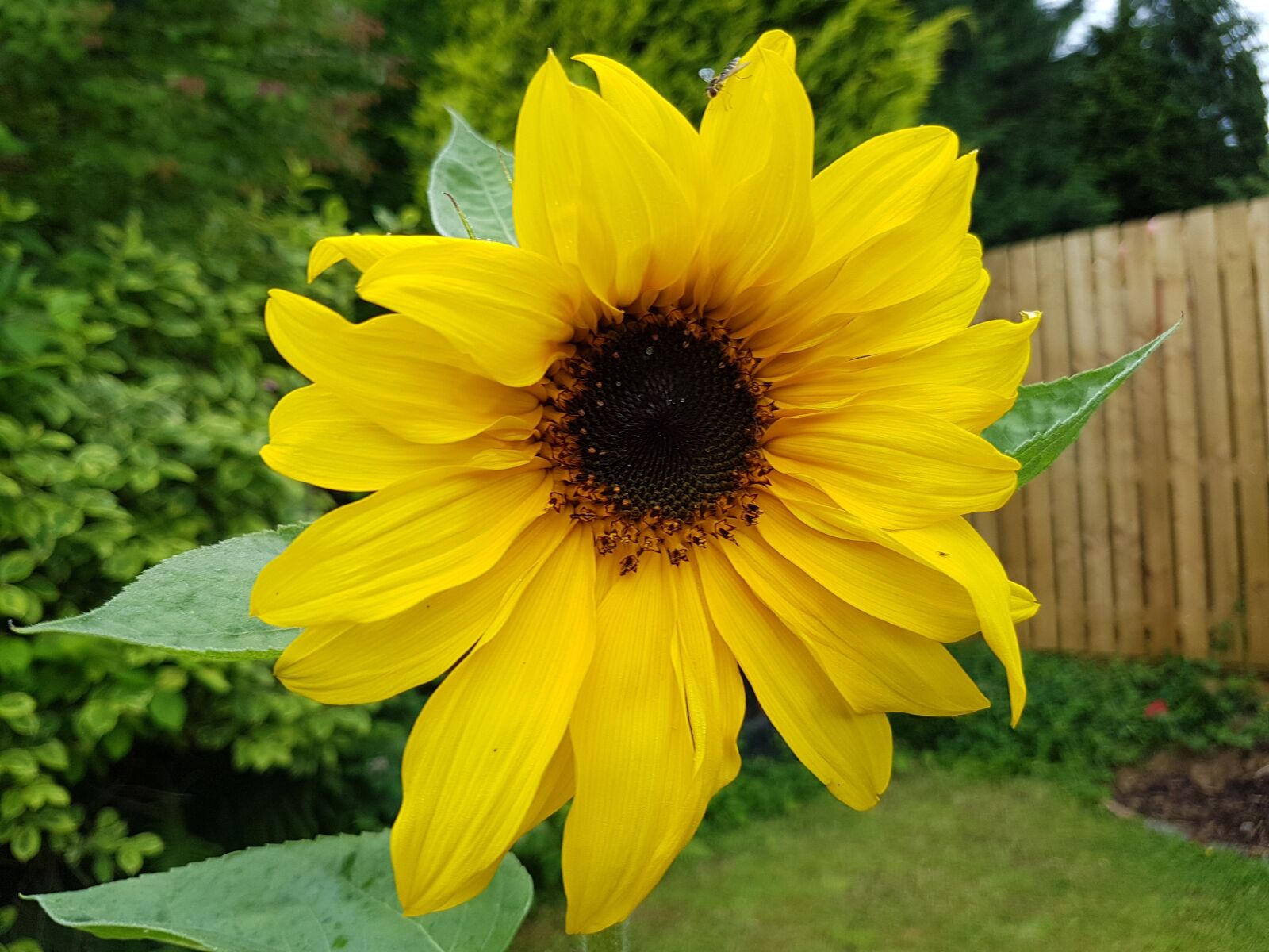 Samsung Galaxy S7 sample photo. Sunflower, seeds, flower photography