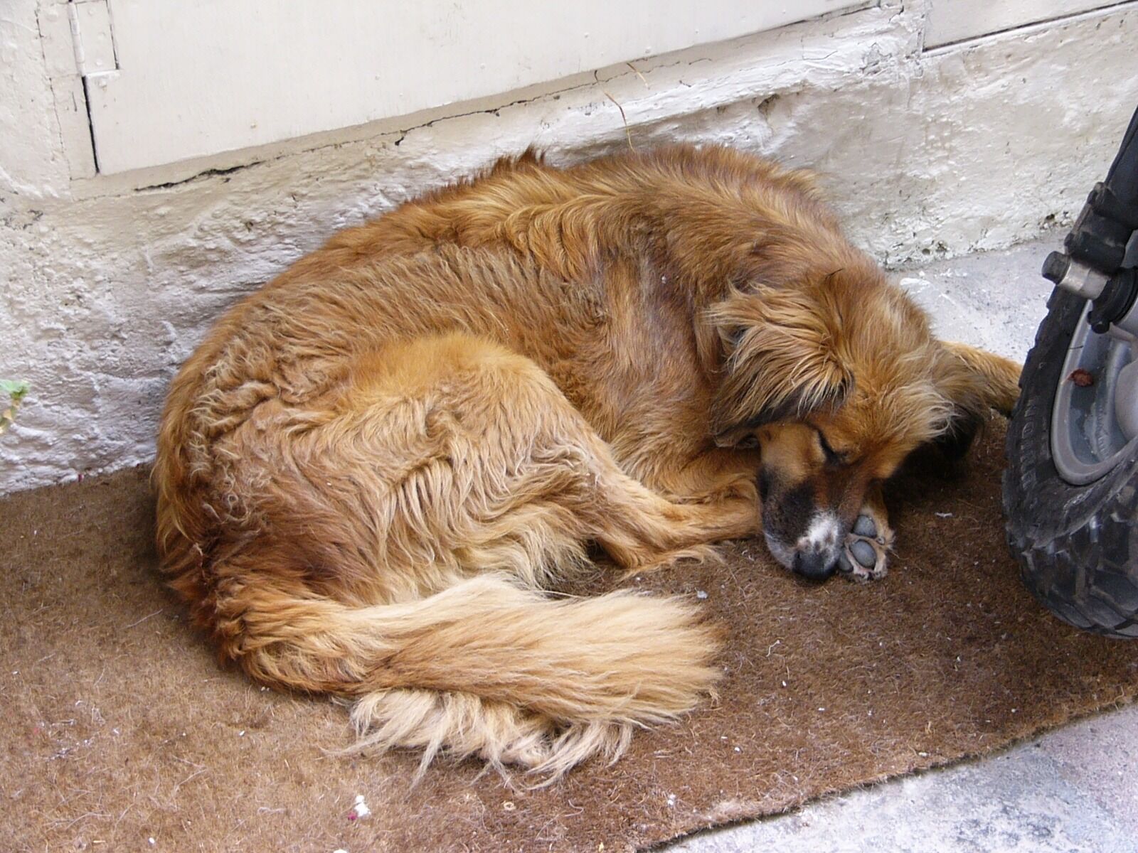 Panasonic DMC-FZ2 sample photo. Dog, siesta, sleep photography