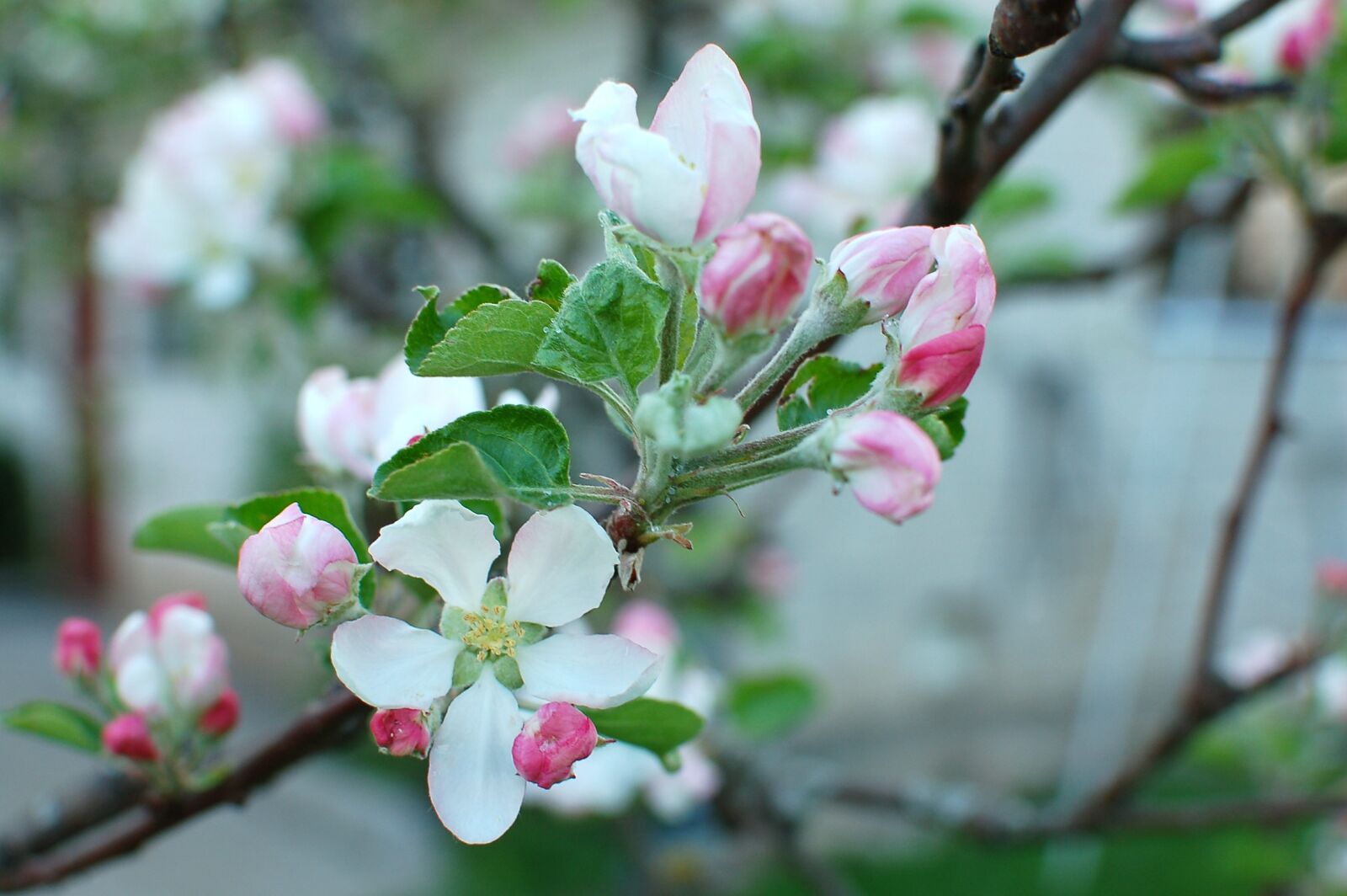 Nikon D50 sample photo. Spring, blossom, apple photography