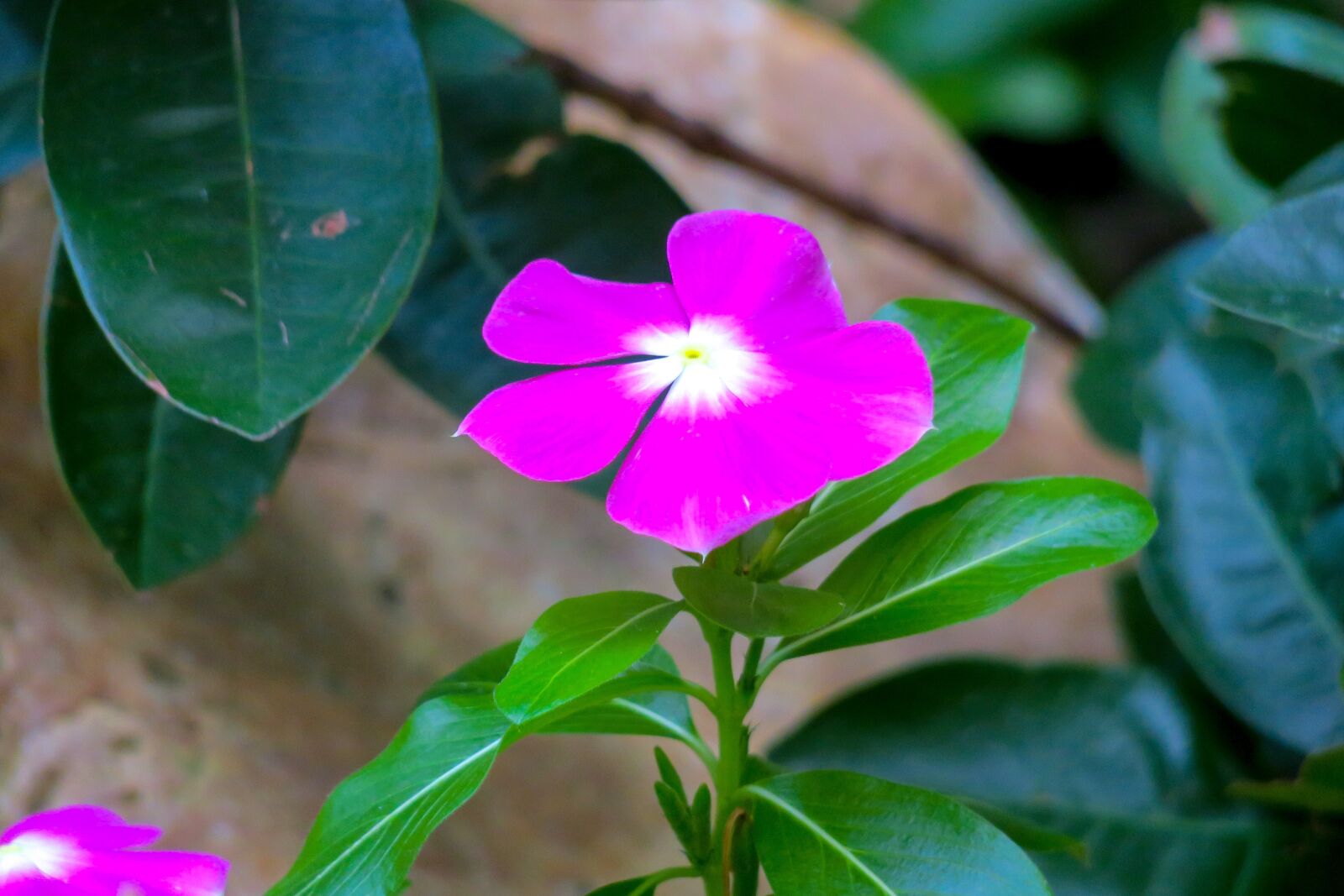 Canon PowerShot G3 X sample photo. Periwinkle, flower, nature photography