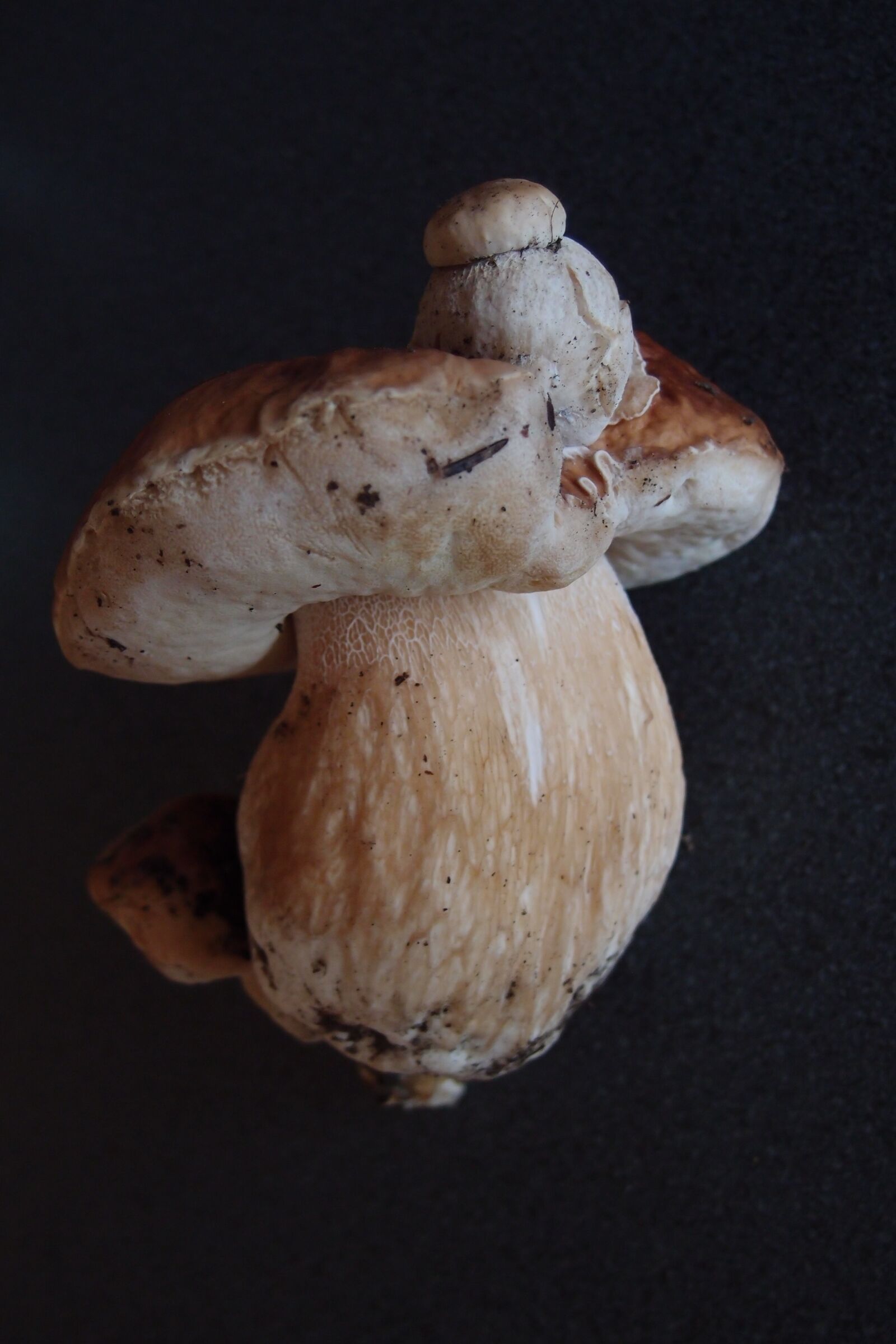 Olympus XZ-1 sample photo. Mushrooms, ceps, nature photography