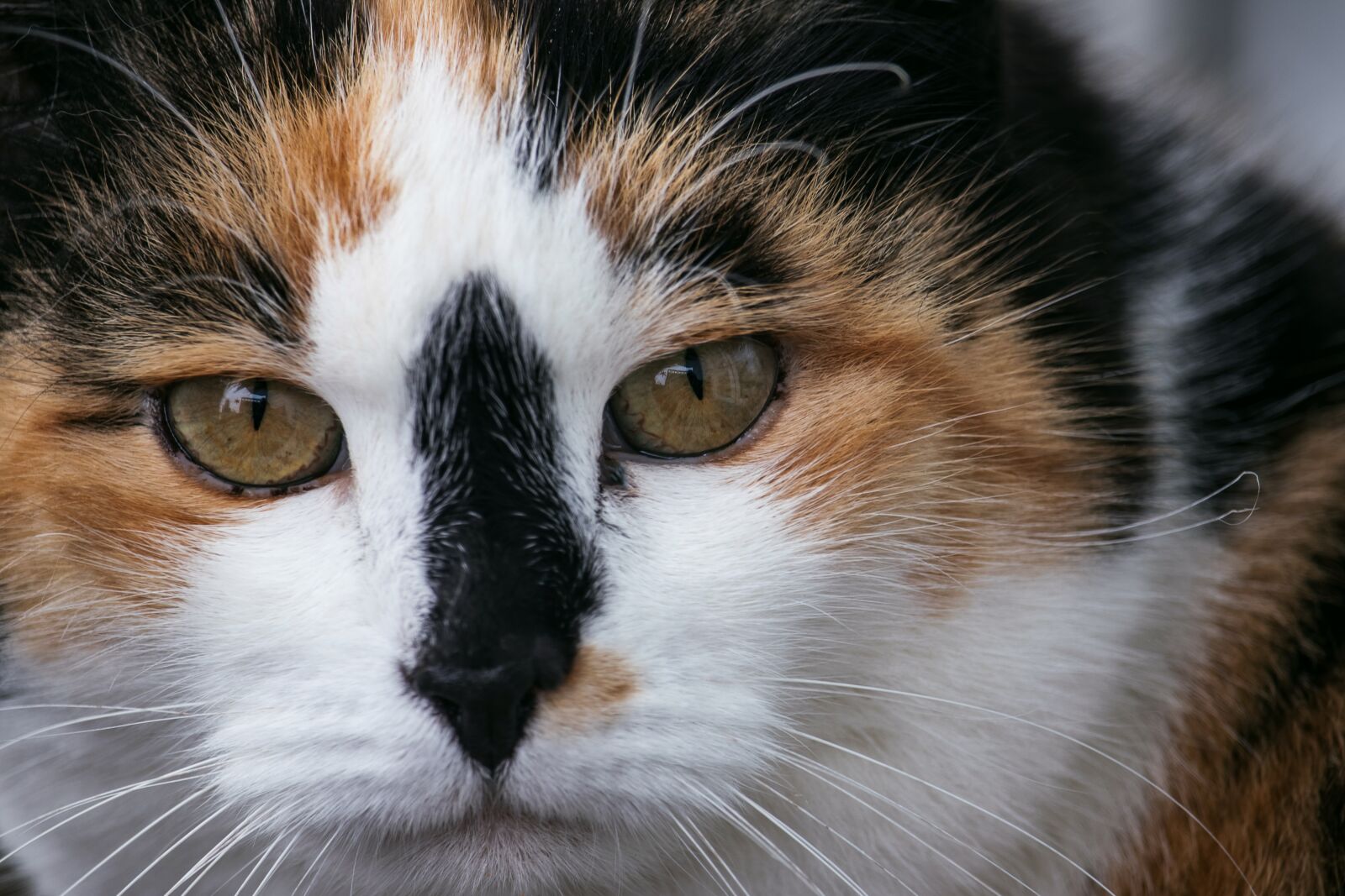 Canon EF-S 55-250mm F4-5.6 IS STM sample photo. Cat, domestic cat, mammal photography