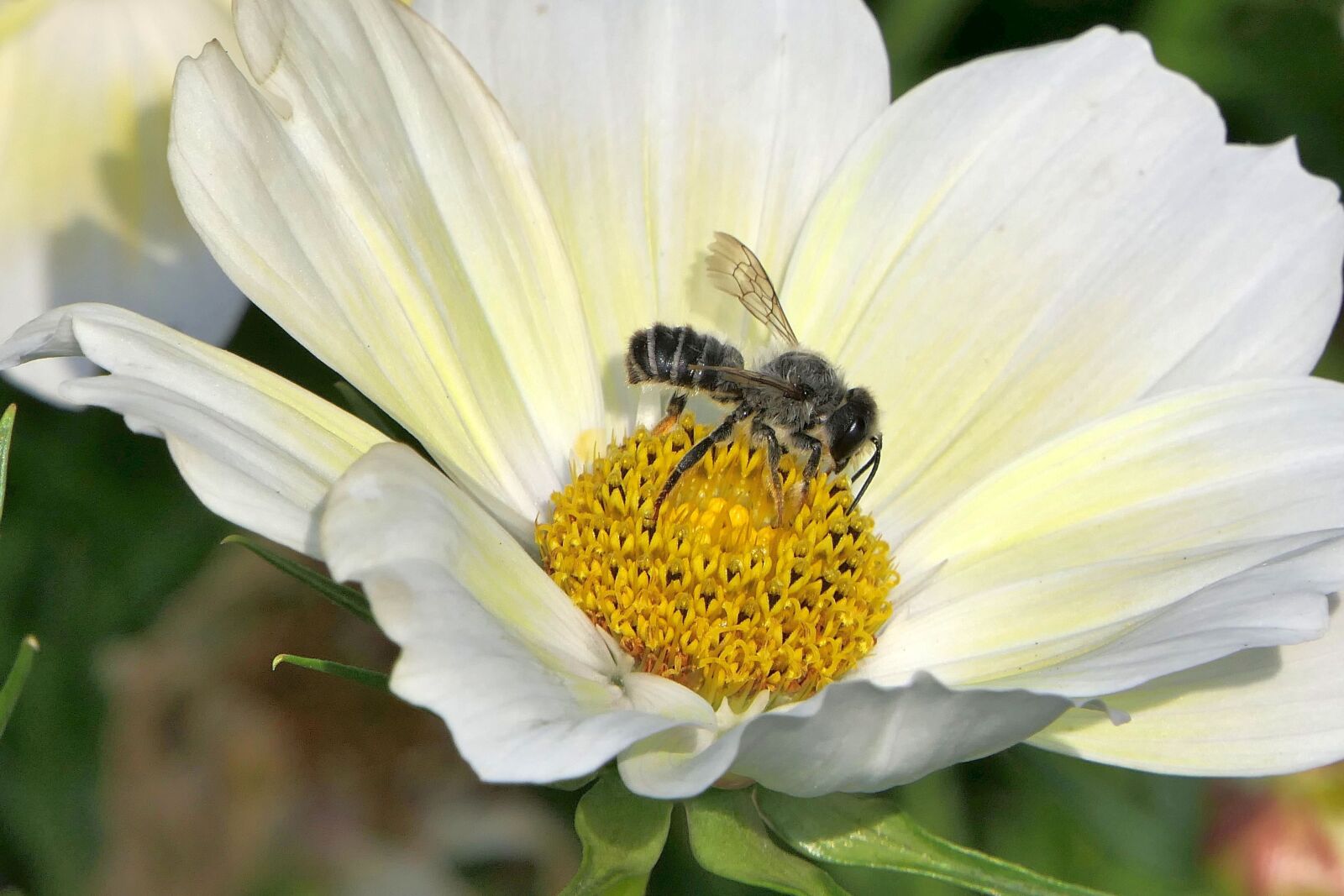Panasonic Lumix DMC-FZ2500 (Lumix DMC-FZ2000) sample photo. Bee, flower, close up photography
