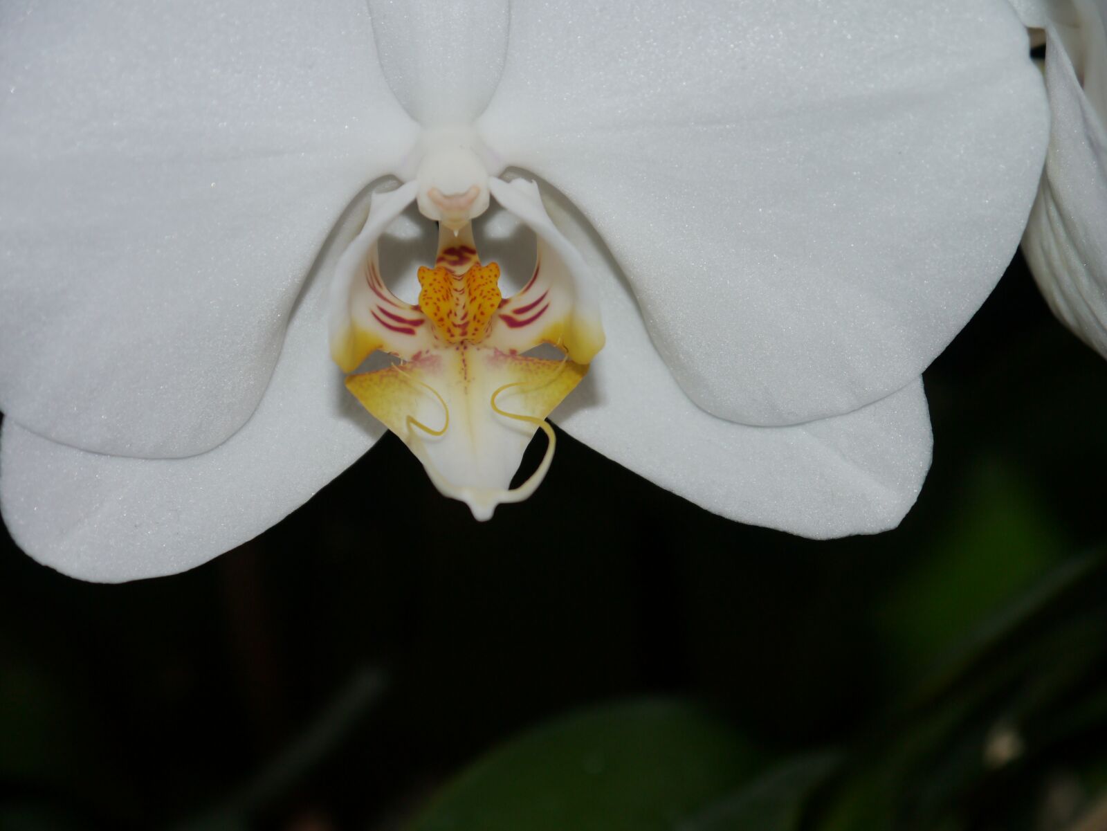 Panasonic Lumix DMC-G3 sample photo. Orchid, white, blossom photography