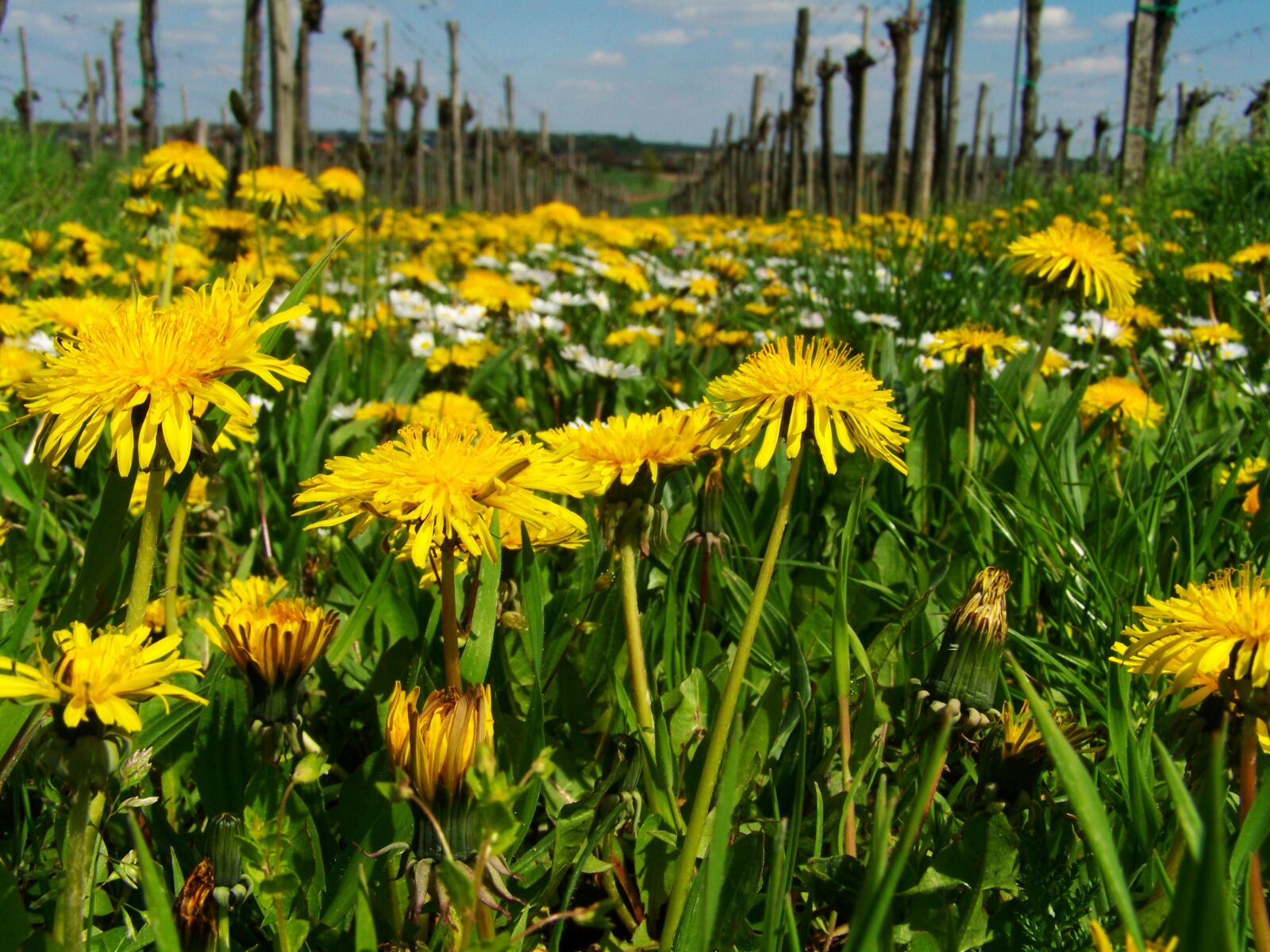 Kodak EASYSHARE ZD710 ZOOM DIGITAL CAMERA sample photo. Dressing-gown dandelion, yellow wildflower photography