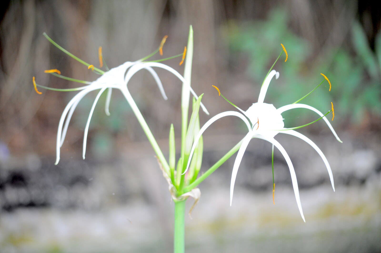 Nikon D5000 sample photo
