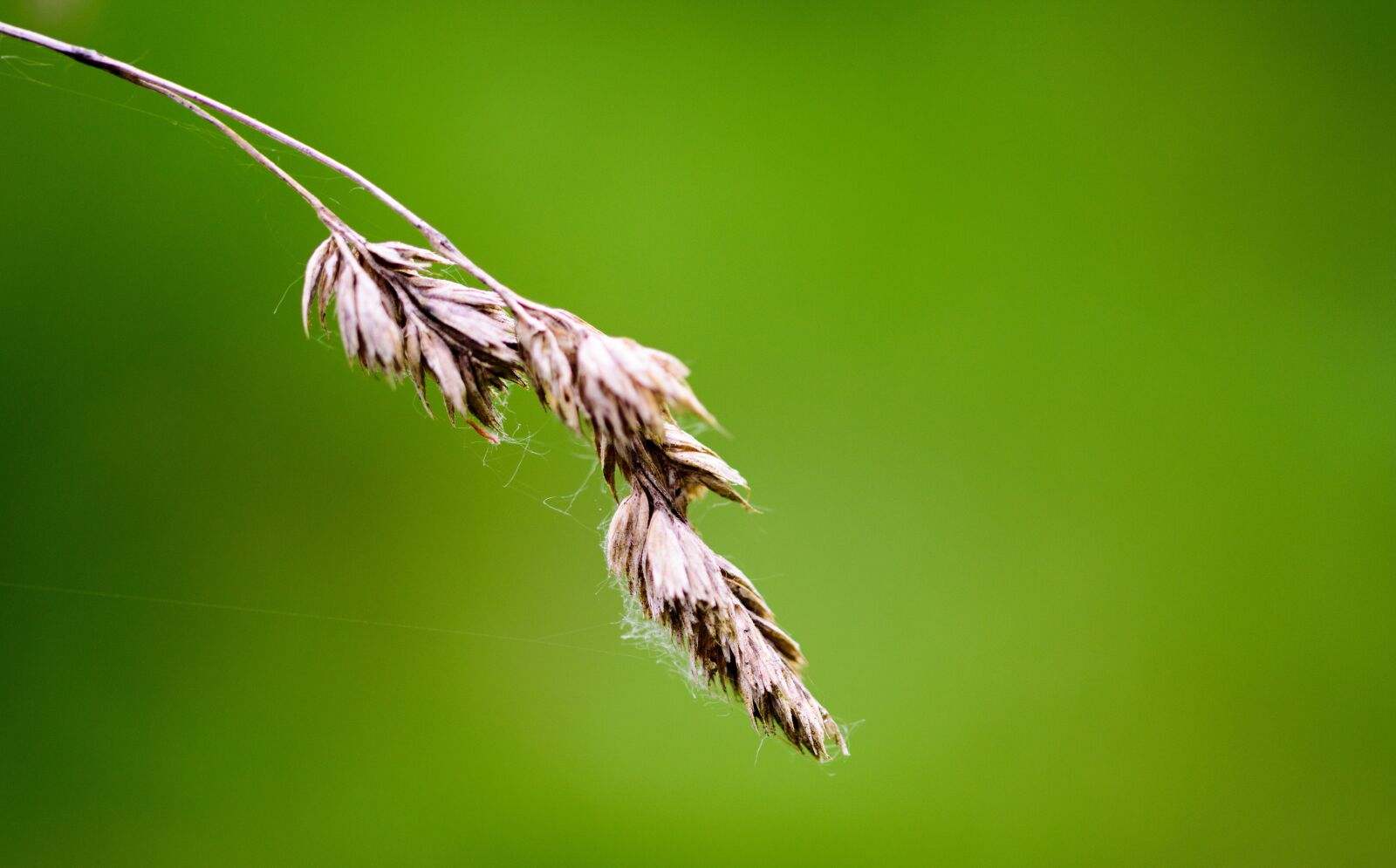 Nikon D5300 sample photo. Flower, nature, green photography