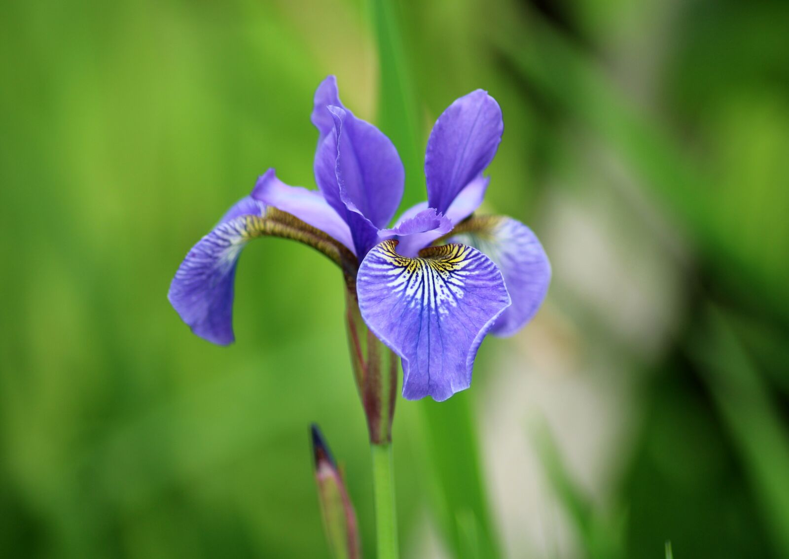 Canon EOS 1200D (EOS Rebel T5 / EOS Kiss X70 / EOS Hi) sample photo. Iris, flower, garden photography