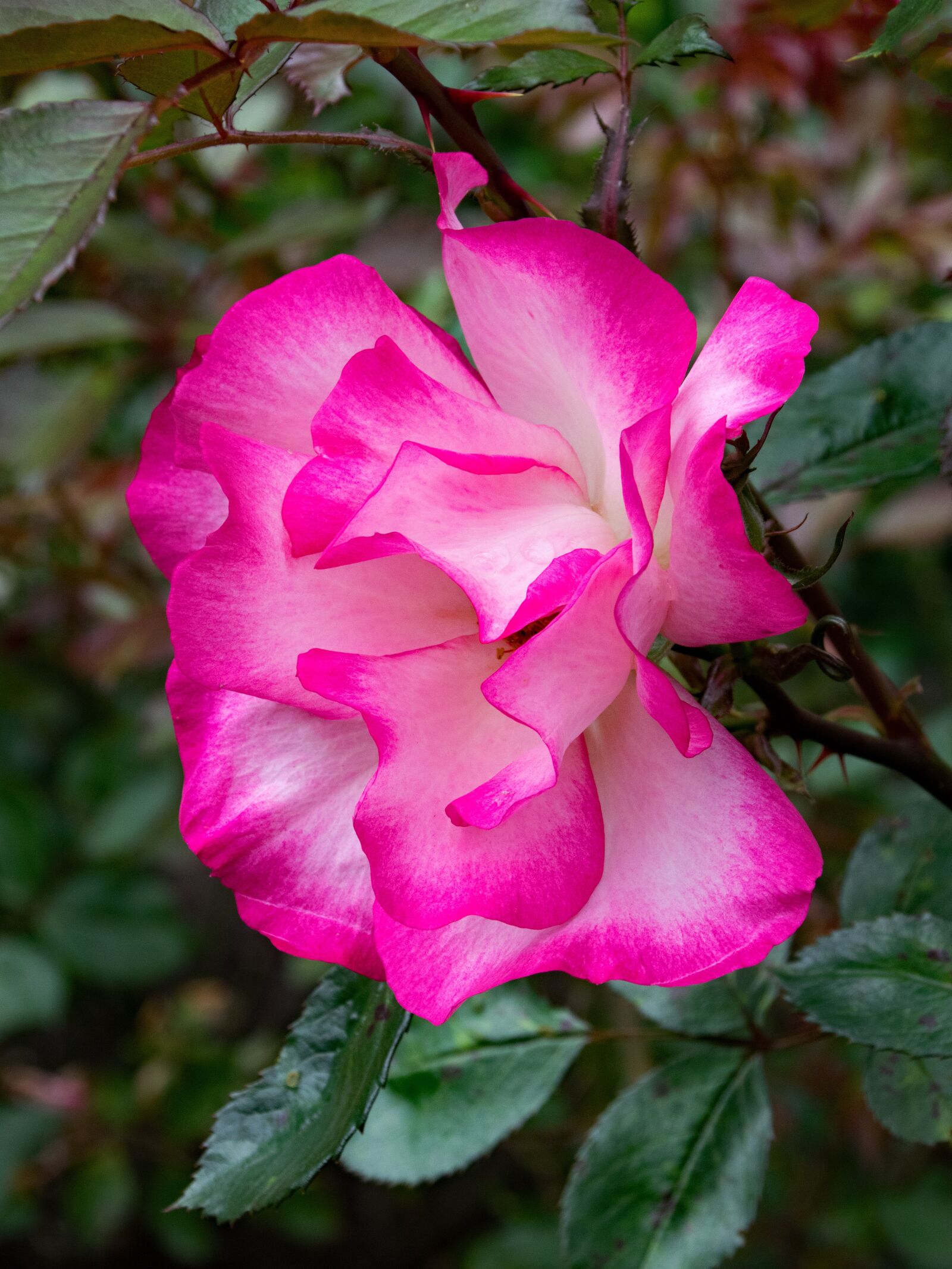 Nikon D5300 sample photo. Rose, junction, leverkusen photography