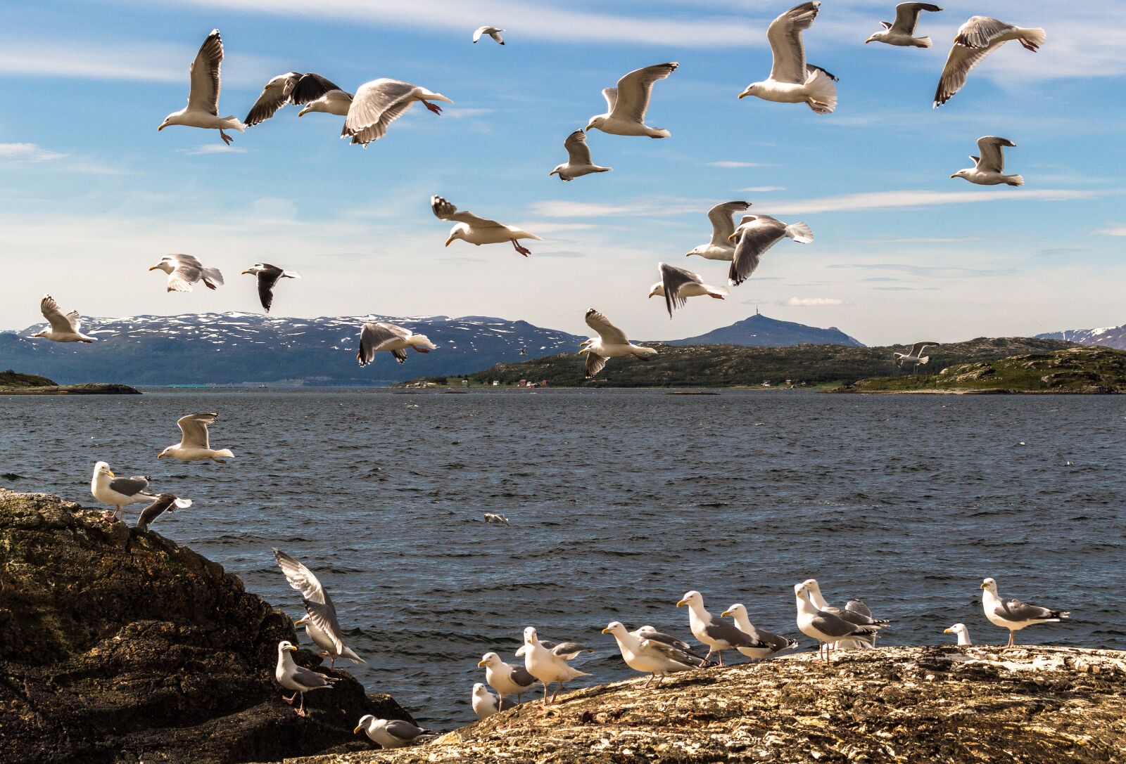 Canon EOS 100D (EOS Rebel SL1 / EOS Kiss X7) sample photo. Mås, seagull, fjord photography
