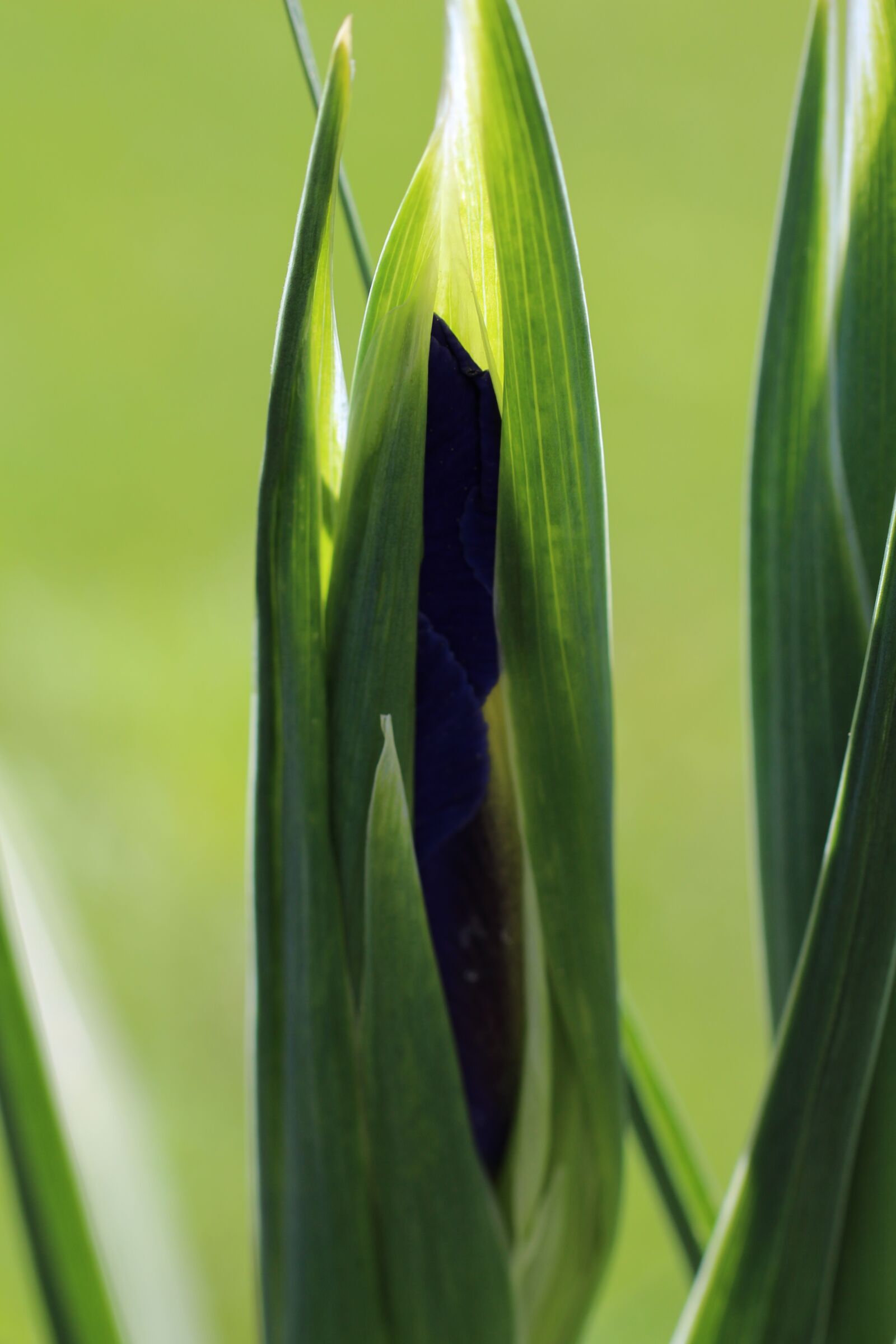 Canon EOS 700D (EOS Rebel T5i / EOS Kiss X7i) sample photo. Closed, green, upright photography