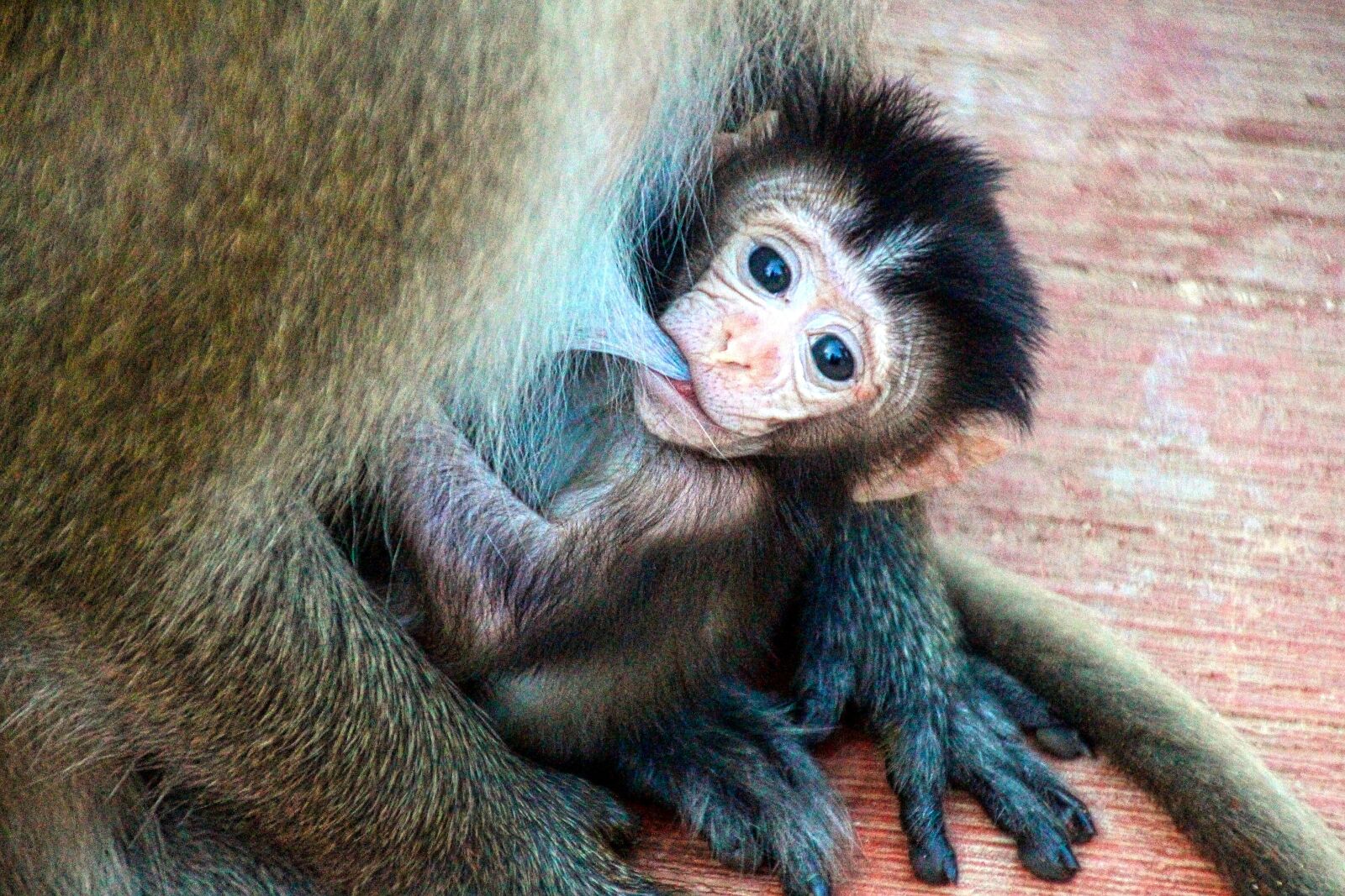 Canon EOS 700D (EOS Rebel T5i / EOS Kiss X7i) sample photo. Monkey baby, baby monkey photography