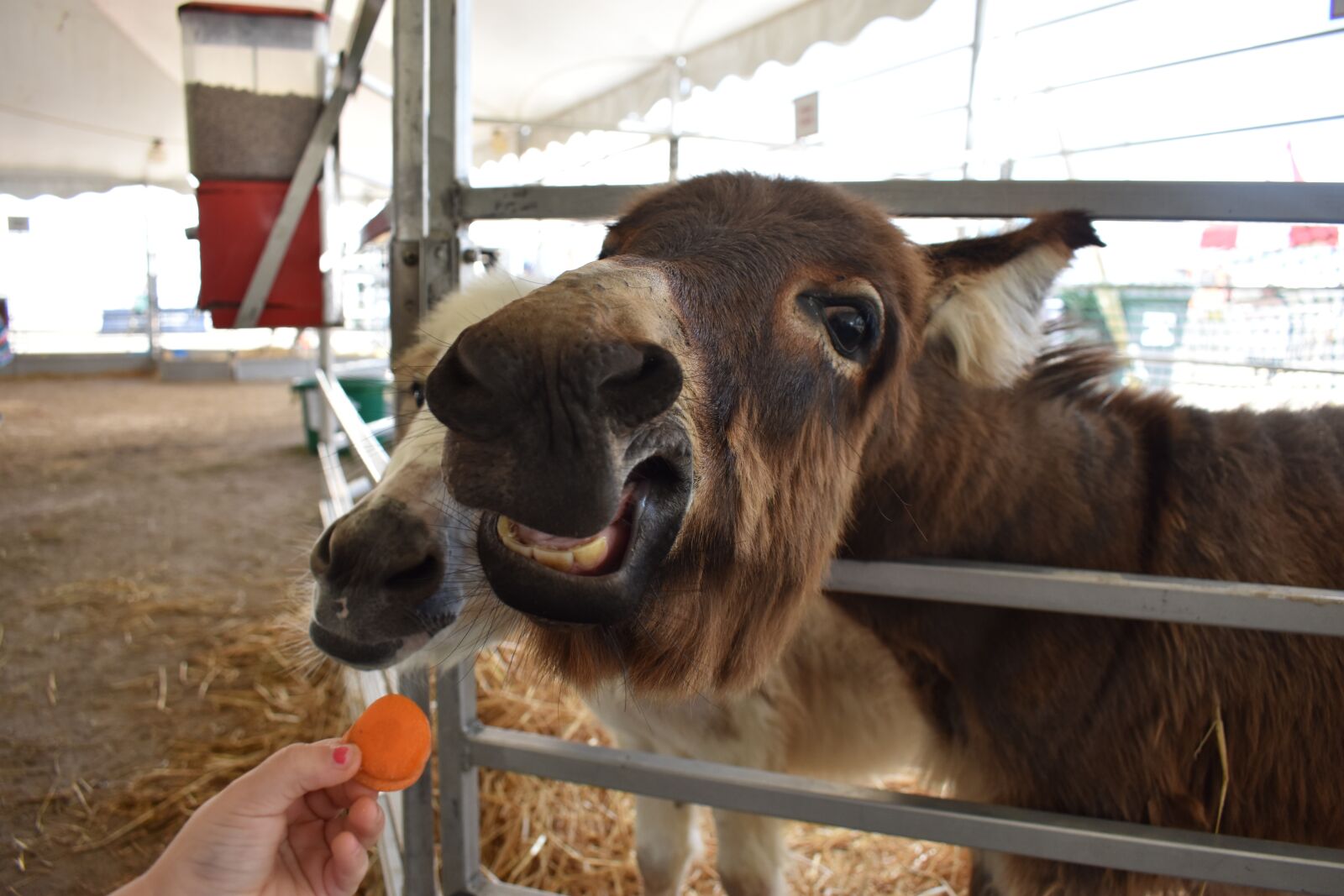 Nikon D3400 sample photo. Donkey, farm, mule photography