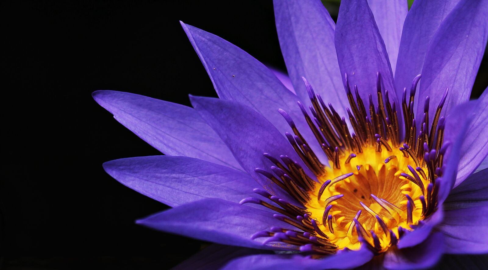 Canon EOS 100D (EOS Rebel SL1 / EOS Kiss X7) sample photo. Water lily, nuphar lutea photography