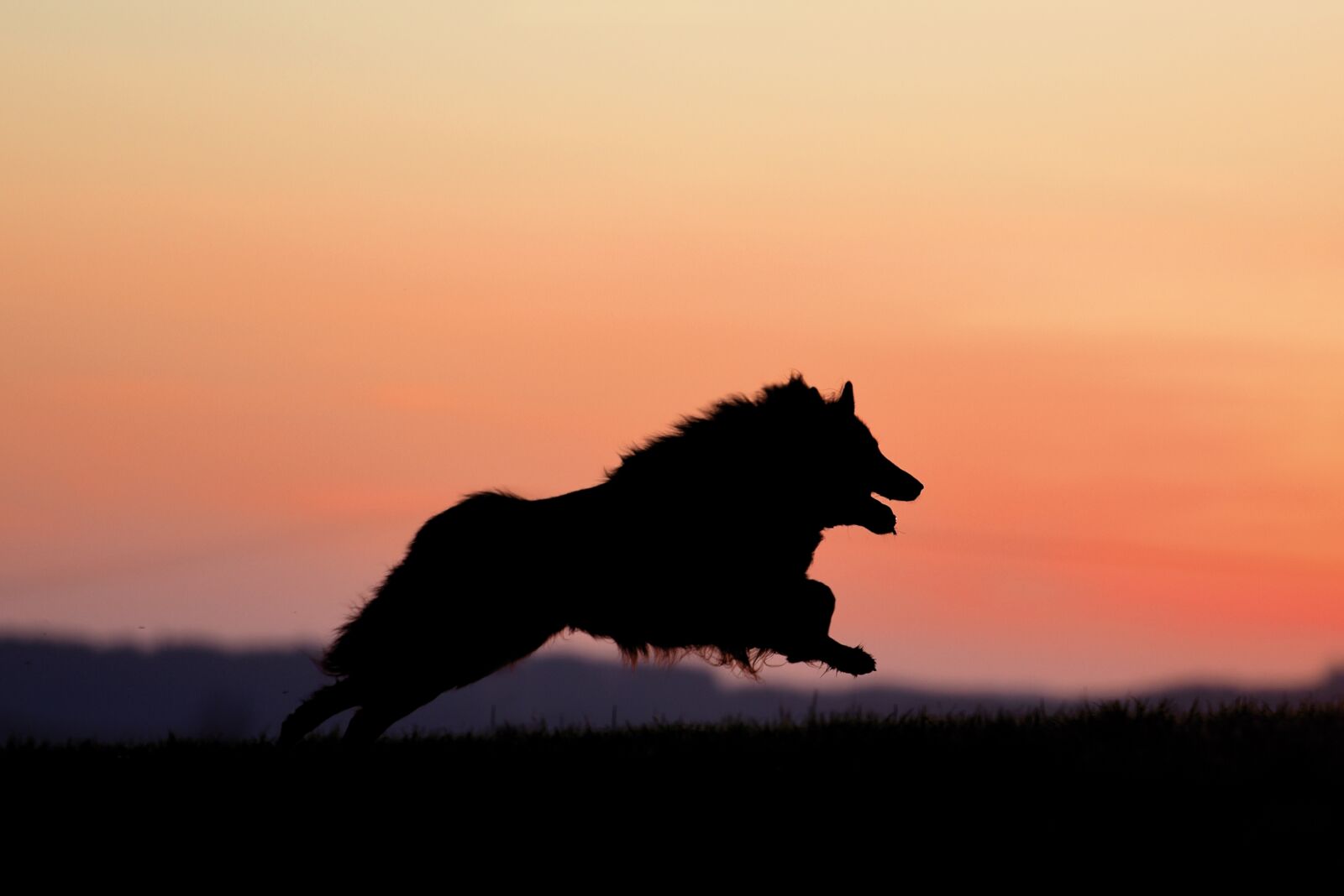 Nikon D750 sample photo. Dog, sunset, belgian shepherd photography