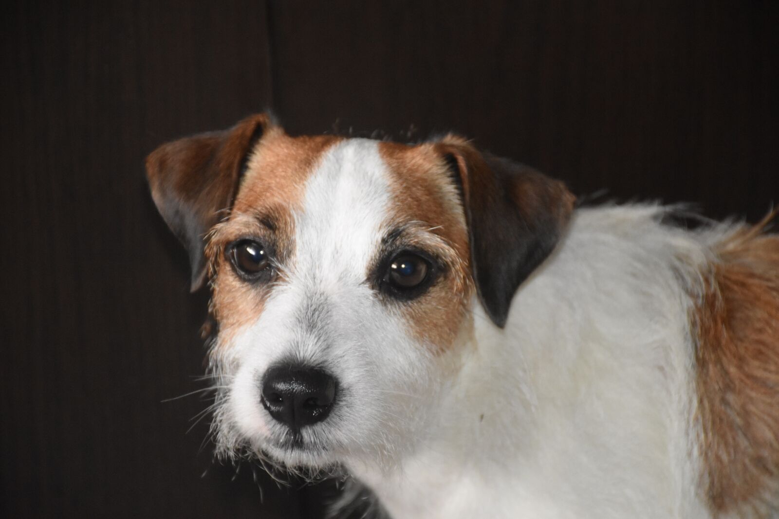 Nikon D7200 sample photo. Dog, pet, animal photography