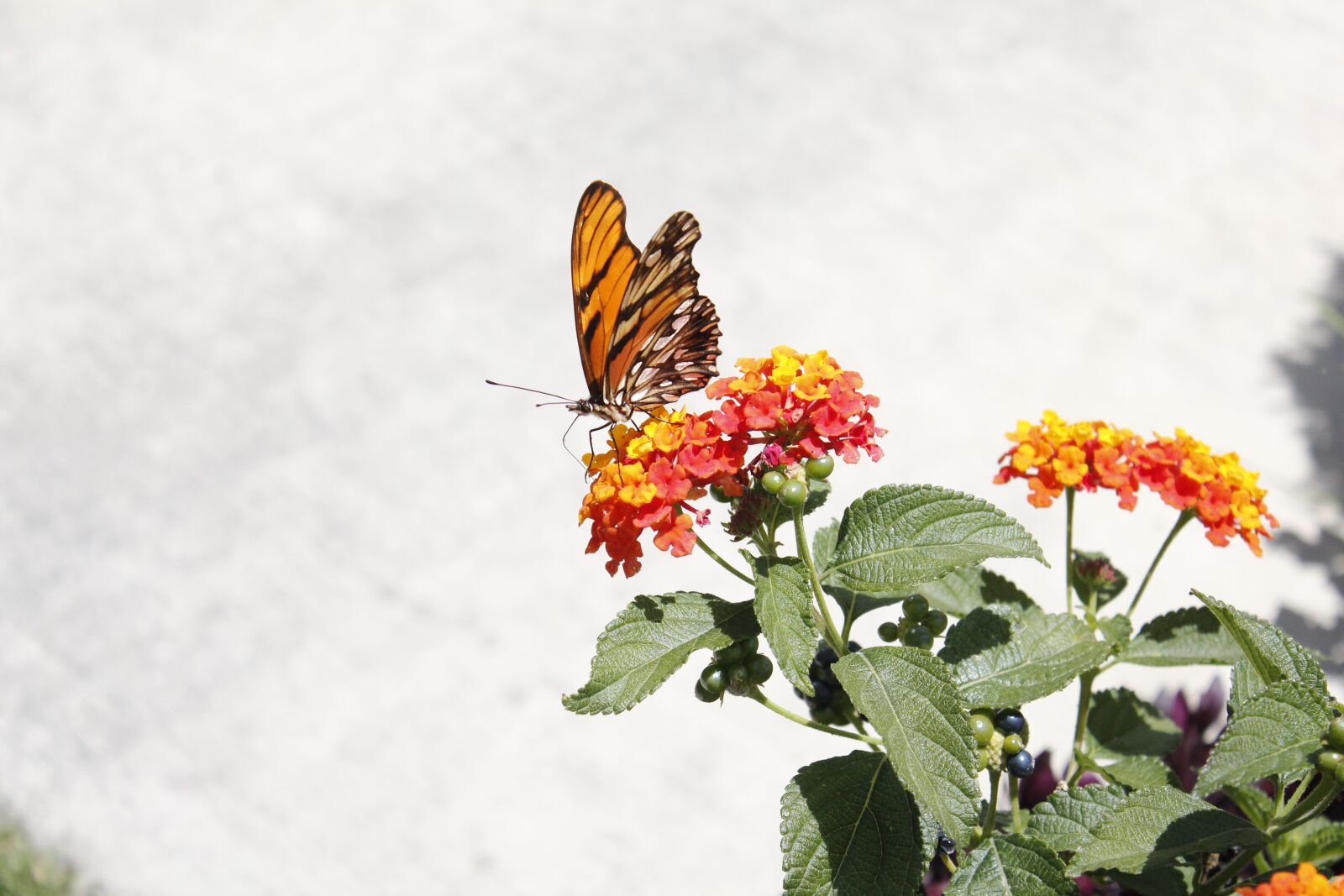 Canon EOS 550D (EOS Rebel T2i / EOS Kiss X4) sample photo. Butterfly, nature, mexico photography