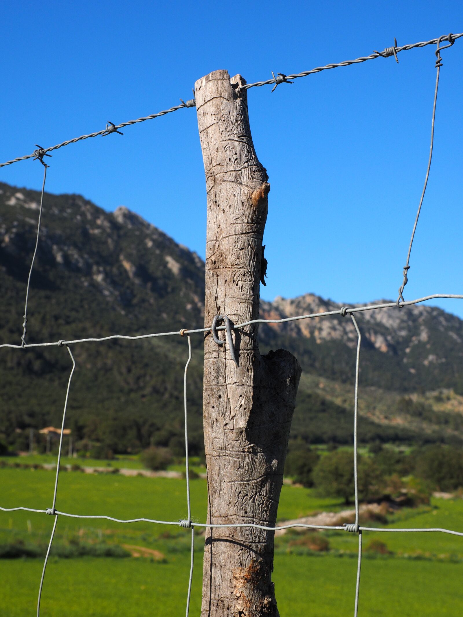 Olympus OM-D E-M1 + Olympus M.Zuiko Digital ED 12-40mm F2.8 Pro sample photo. Barbed wire fence, wire photography