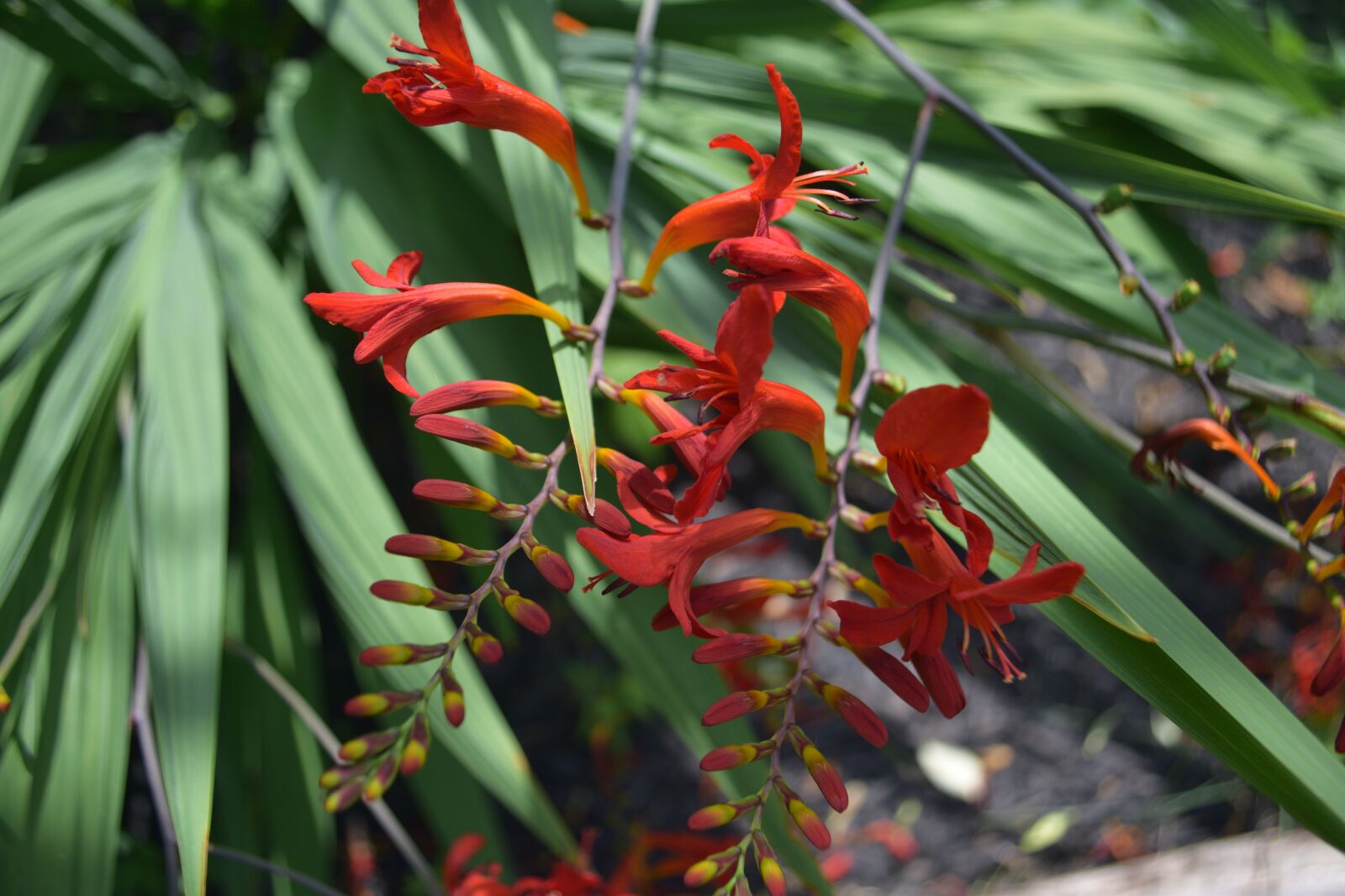 Nikon D3300 sample photo. Red, exotic, flower photography
