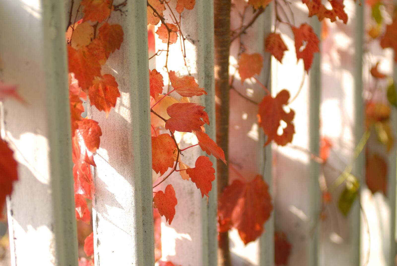 Nikon D200 sample photo. Plants, nature, wall photography