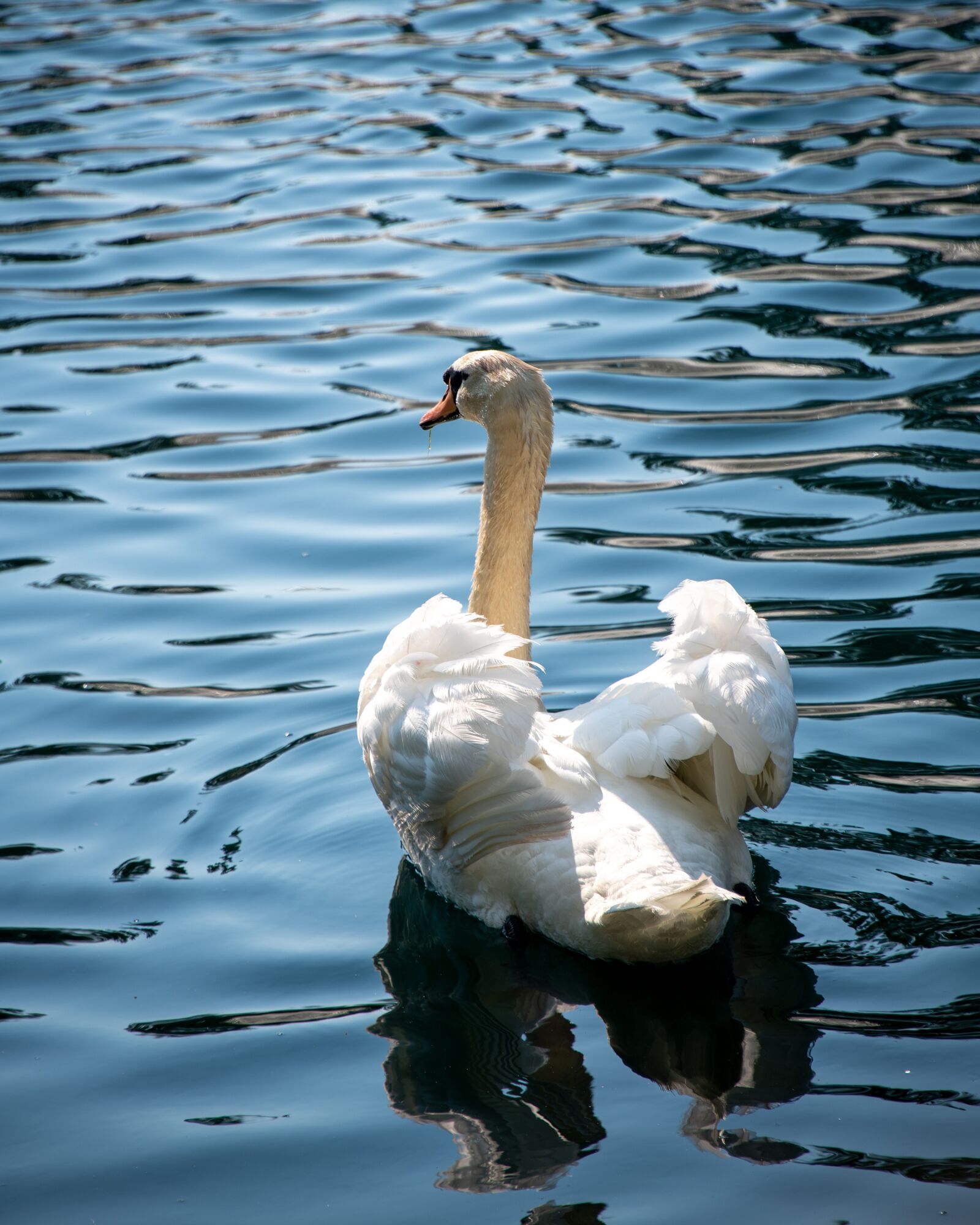 Nikon D850 sample photo. Swan, mute swan, white photography