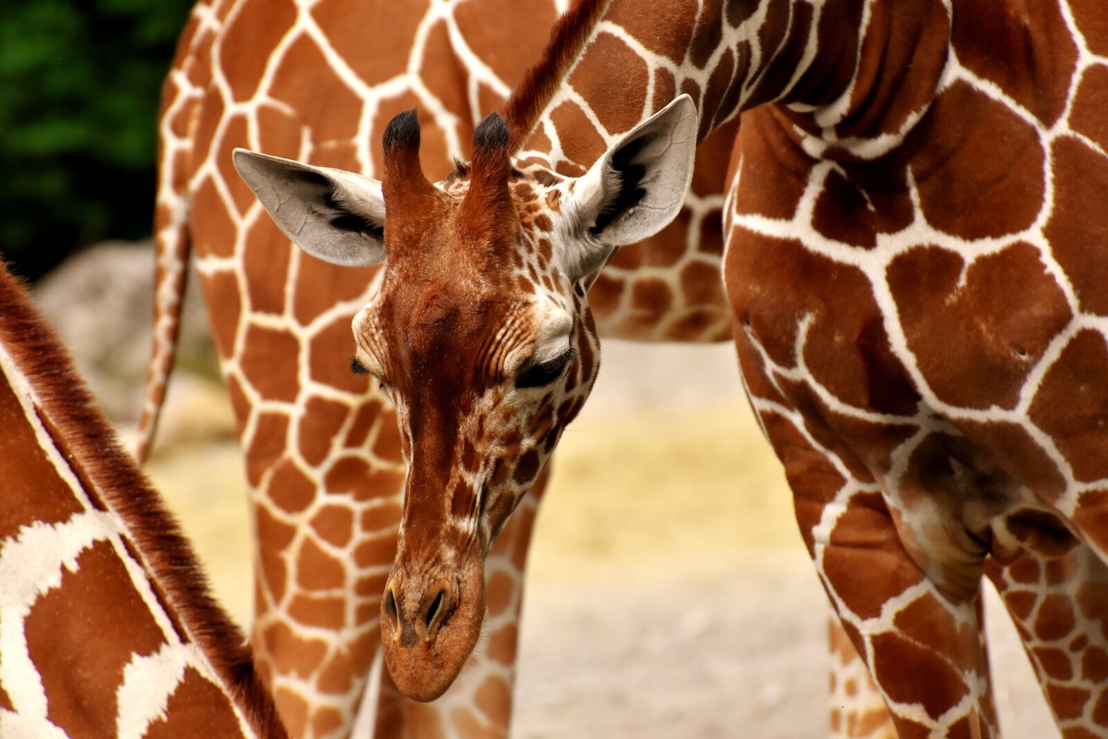 Nikon D7200 sample photo. Giraffes, wild animal, stains photography