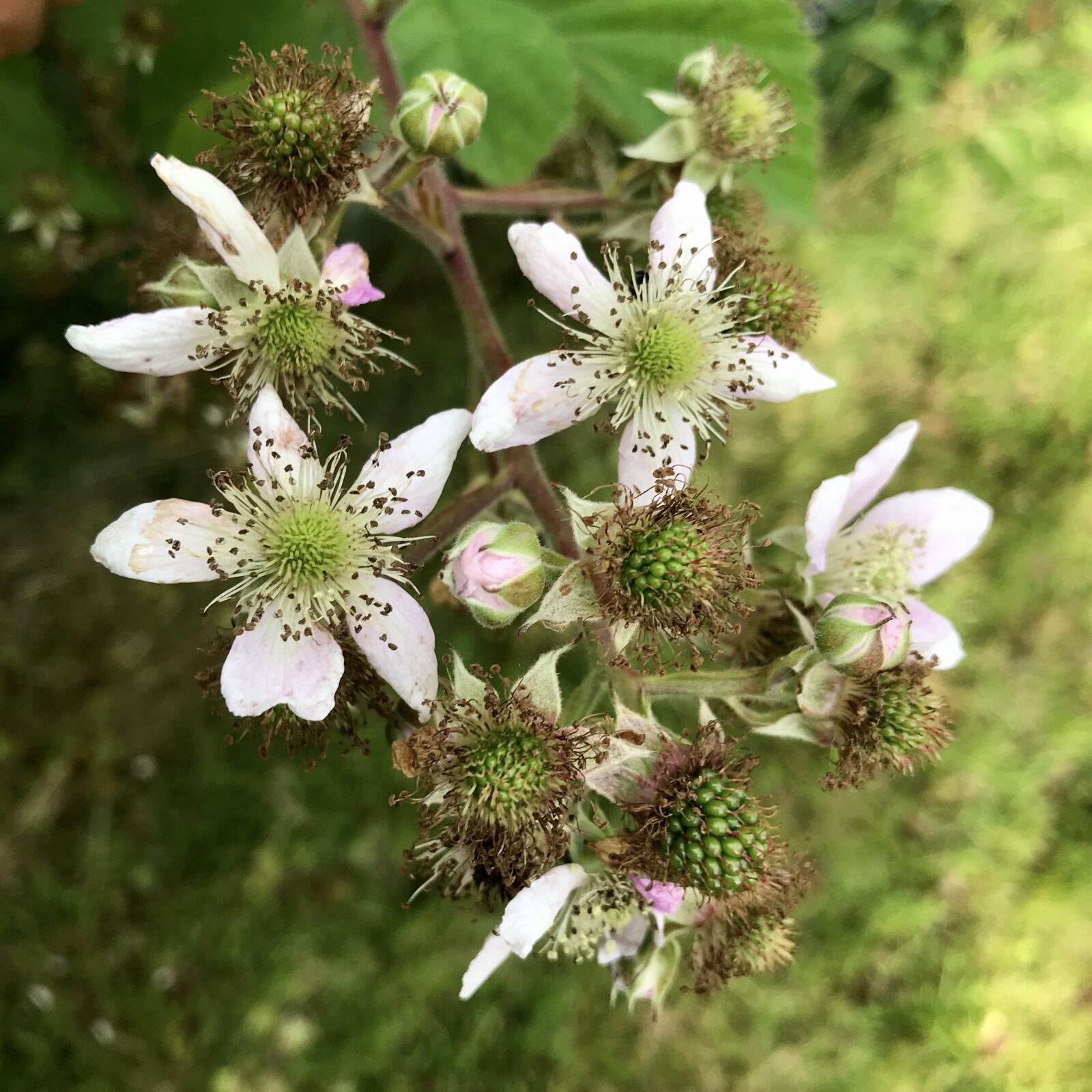 iPhone 7 back camera 3.99mm f/1.8 sample photo. Himbeerstrauch, raspberry flowers, raspberries photography