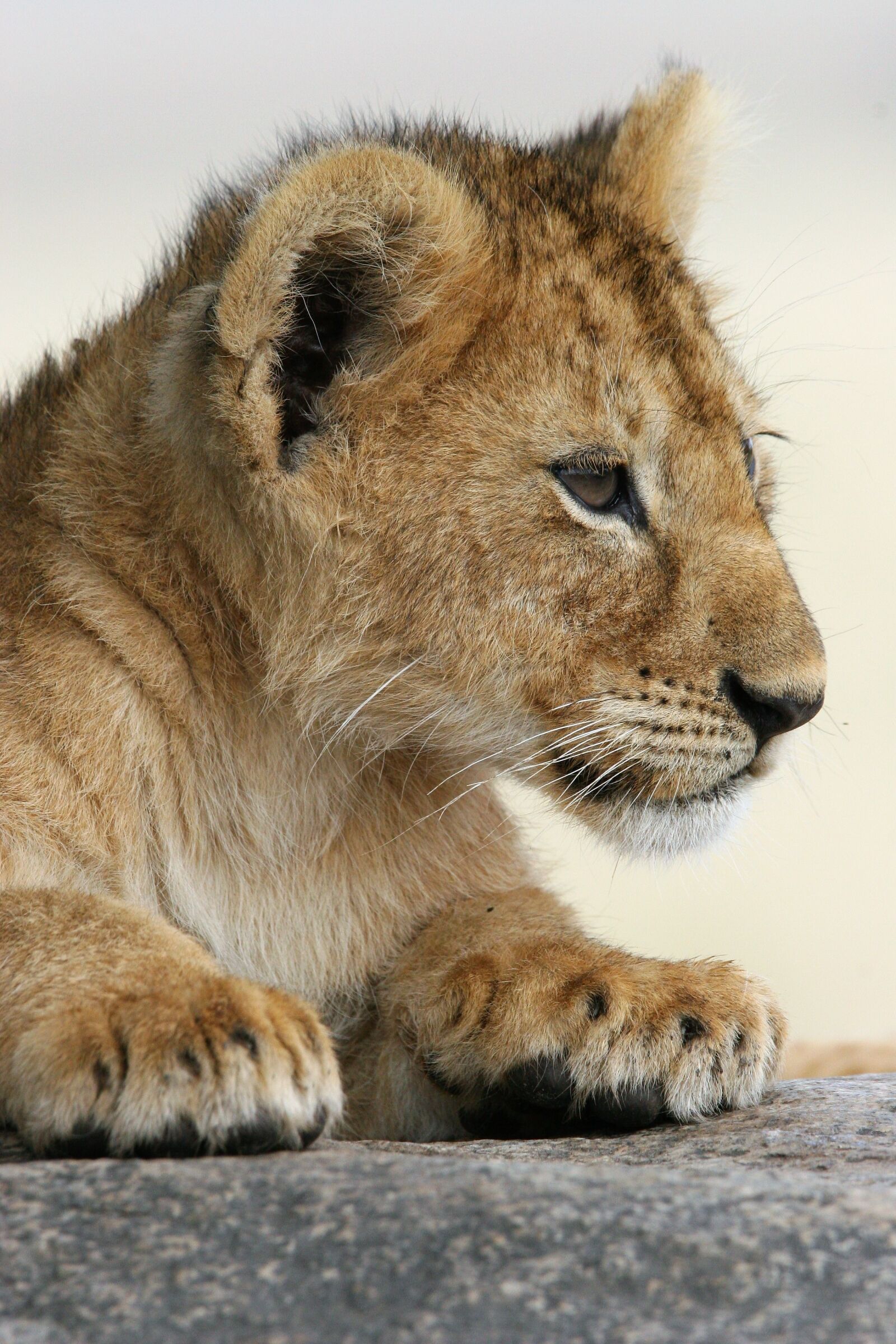 Canon EOS 20D sample photo. Baby animal, lion, africa photography