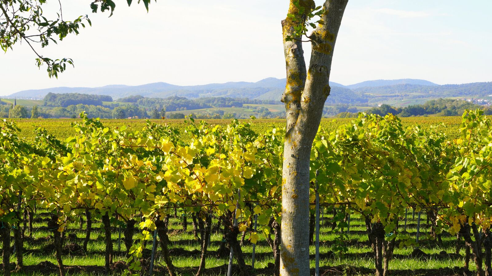 Sony E 55-210mm F4.5-6.3 OSS sample photo. Vineyard, wingert, winegrowing photography