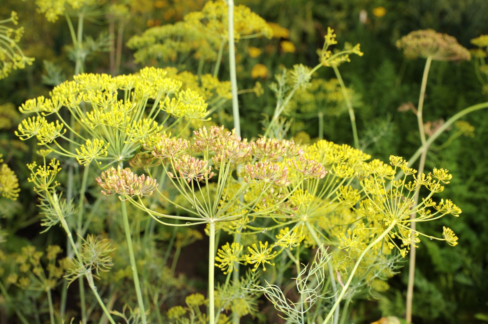 Canon EOS-1Ds Mark III sample photo. Dill, cucumber herb, spices photography