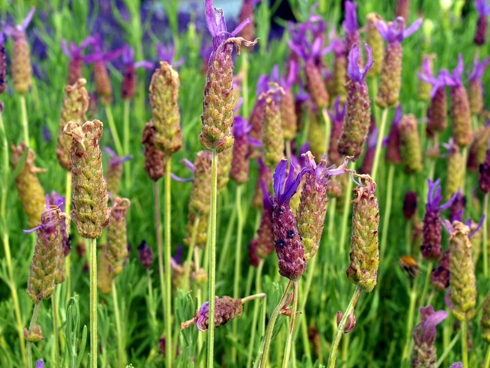 Olympus E-520 (EVOLT E-520) sample photo. Lavender, flowers, bush photography