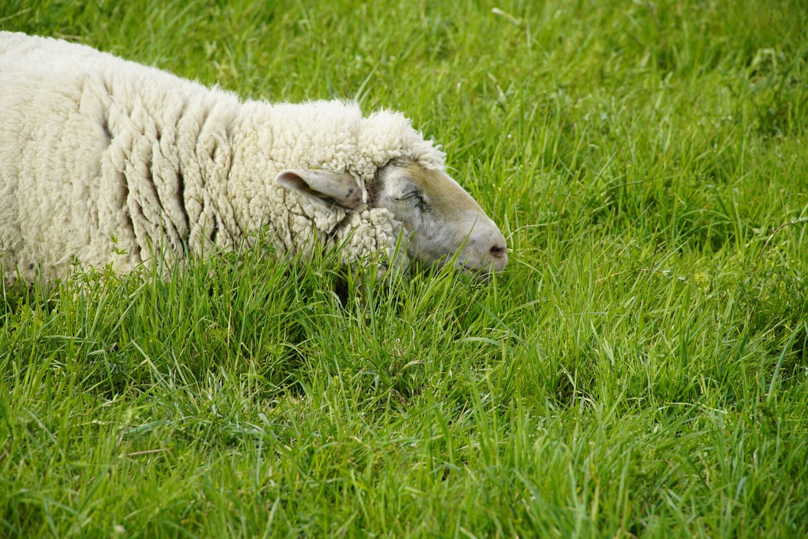 Sony a7R II + Sony E PZ 18-105mm F4 G OSS sample photo. Nap, sleeping, meadow photography