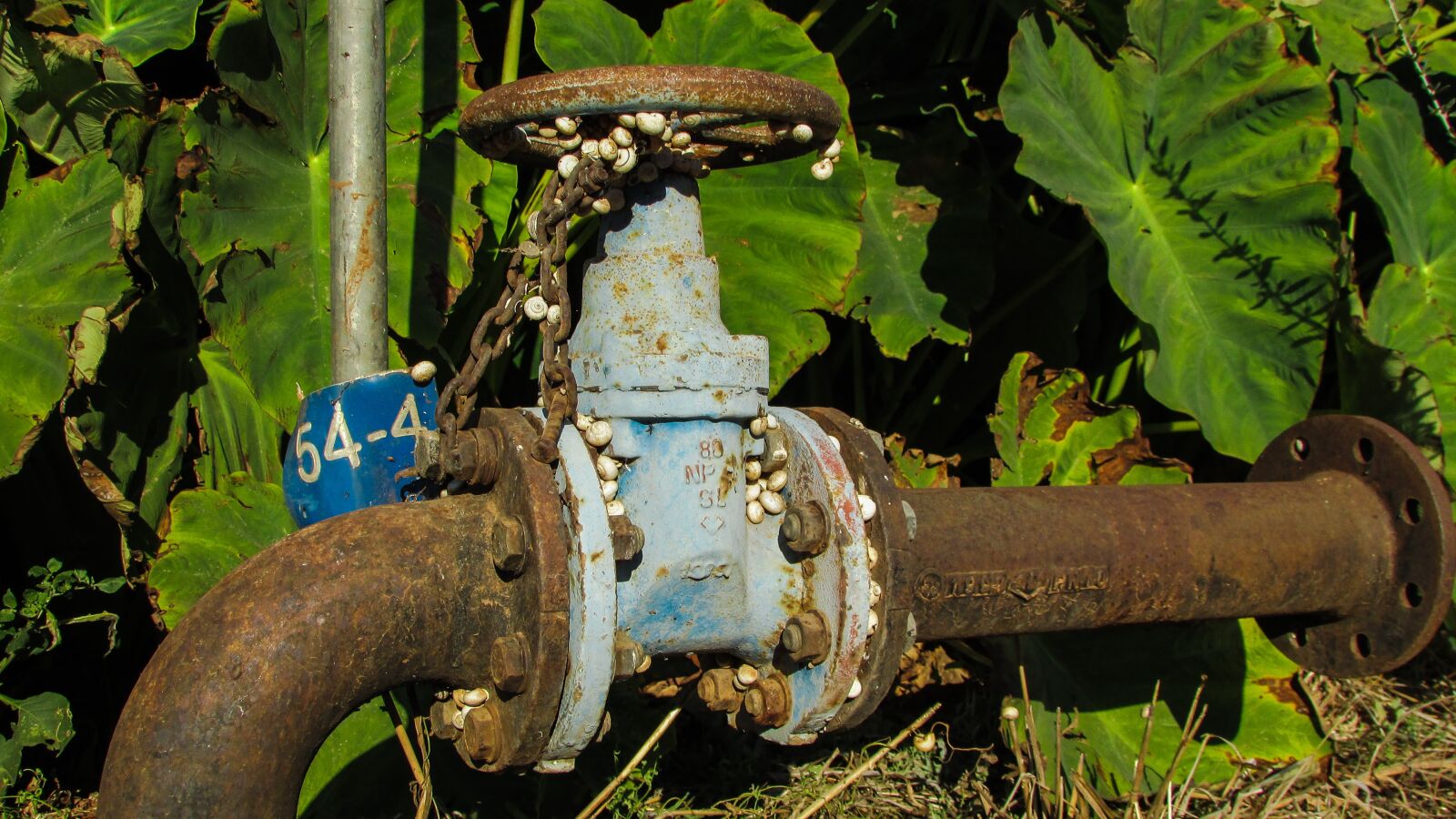 Canon PowerShot SX400 IS sample photo. Pipe, taps, plumbing photography