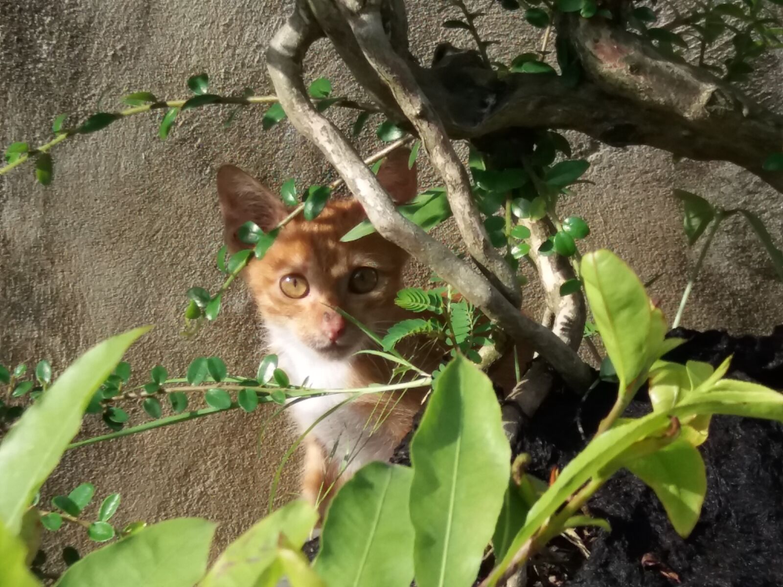 Samsung Galaxy J5 sample photo. Cat, face photography